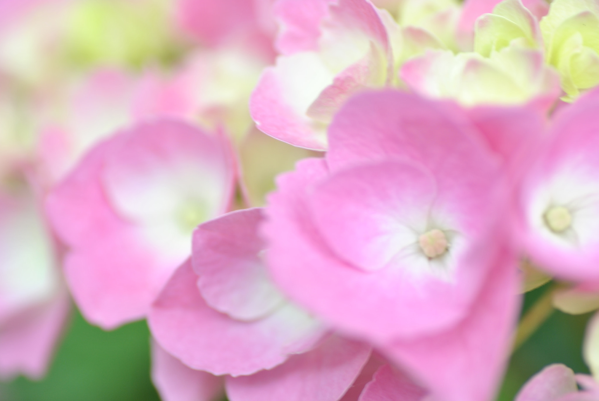 Nikon D3000 sample photo. A pink hydrangea photography