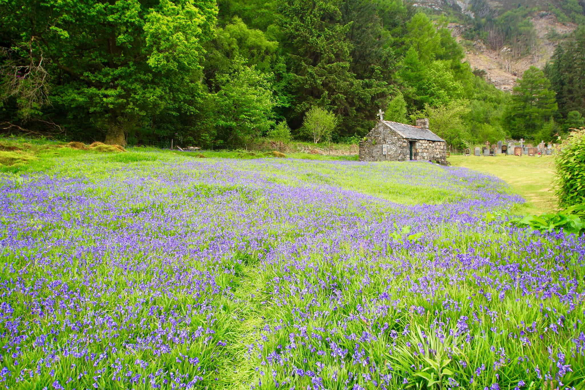 Canon 10-24mm sample photo. Looking over the bluebell field at st.johns ballachulish, lochaber, scotland. photography