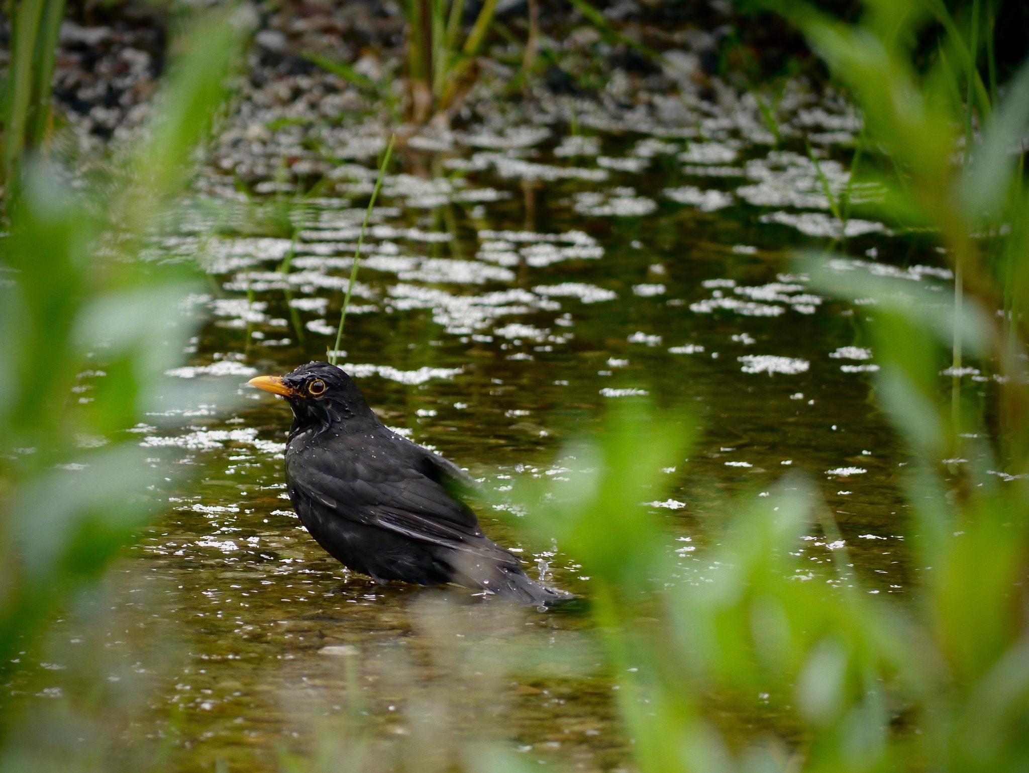 Panasonic Lumix DMC-G3 + Panasonic Lumix G Vario 45-200mm F4-5.6 OIS sample photo. Blackbird in our garden photography