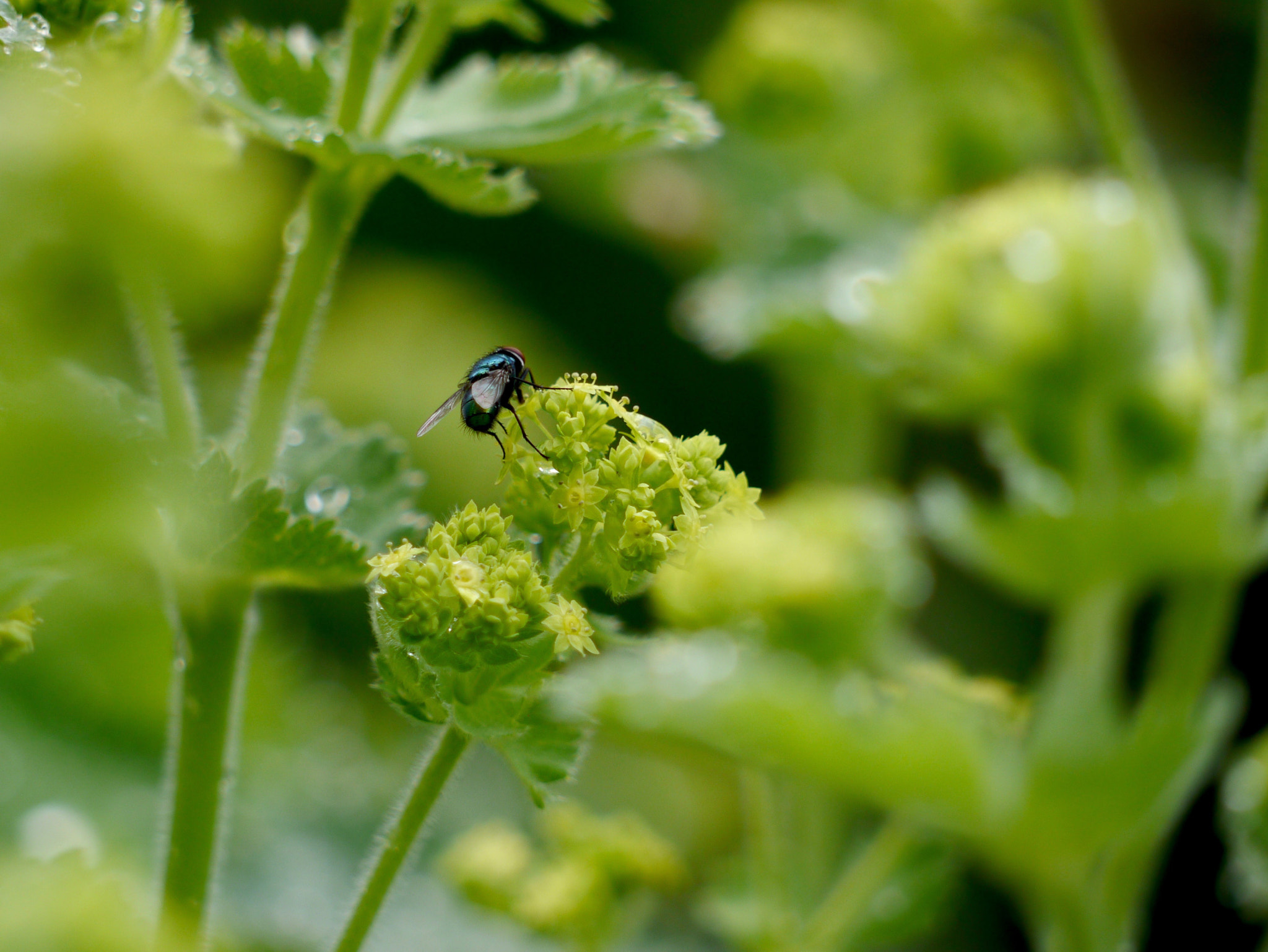 Panasonic Lumix DMC-G3 + Panasonic Lumix G Vario 45-200mm F4-5.6 OIS sample photo. Little fly photography