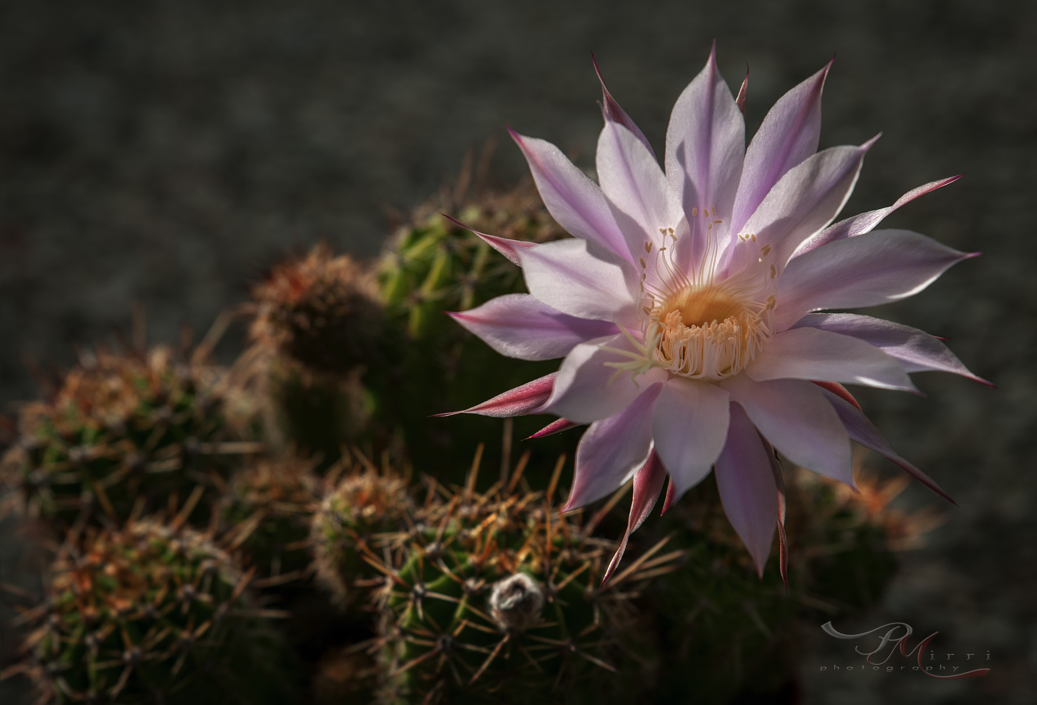 Tamron SP 24-70mm F2.8 Di VC USD sample photo. A photography