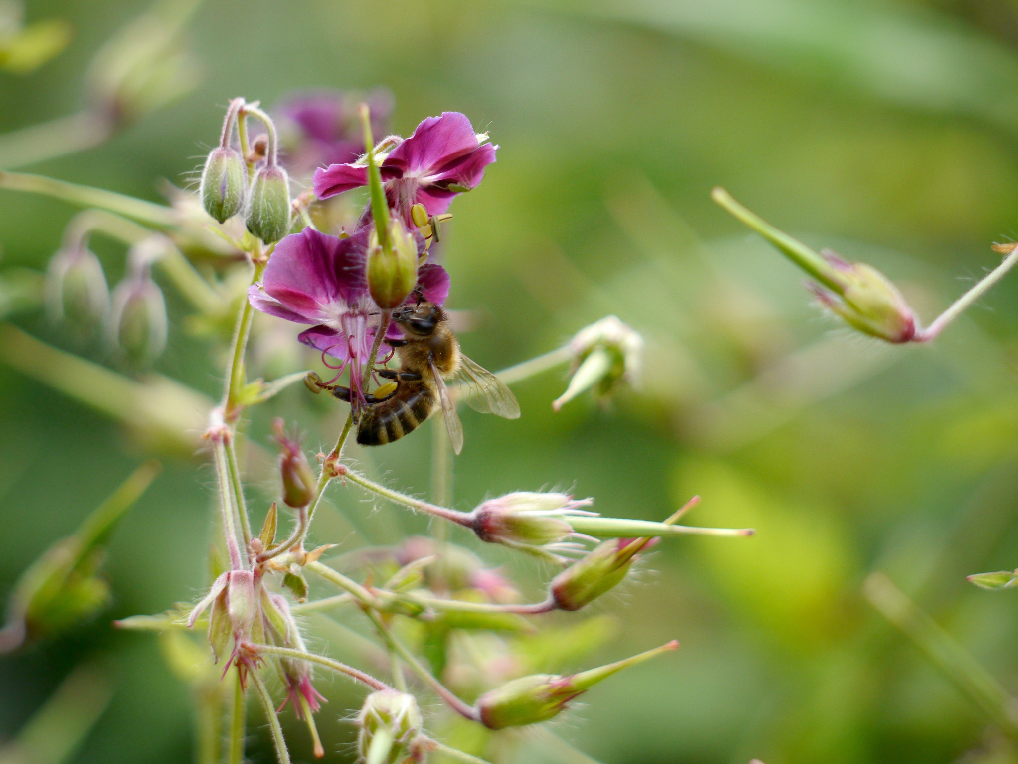 Panasonic Lumix G Vario 45-200mm F4-5.6 OIS sample photo. Busy bee photography