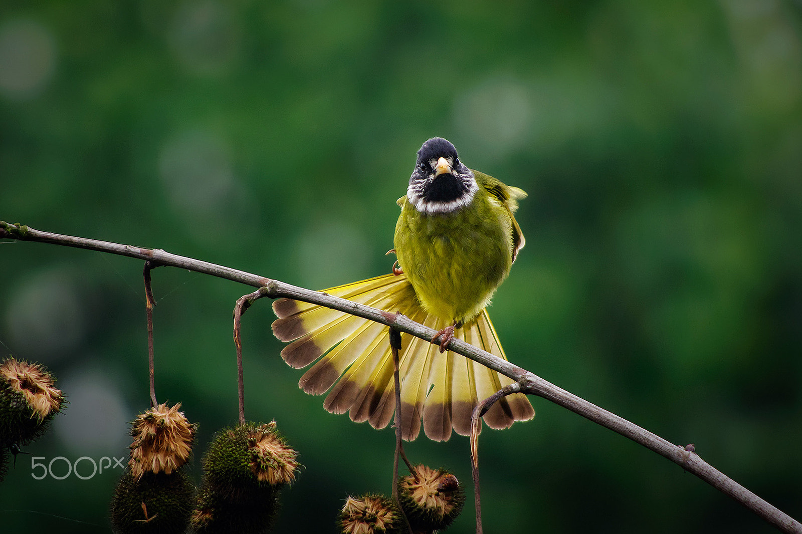 smc PENTAX-DA L 55-300mm F4-5.8 ED sample photo. A natural fans photography