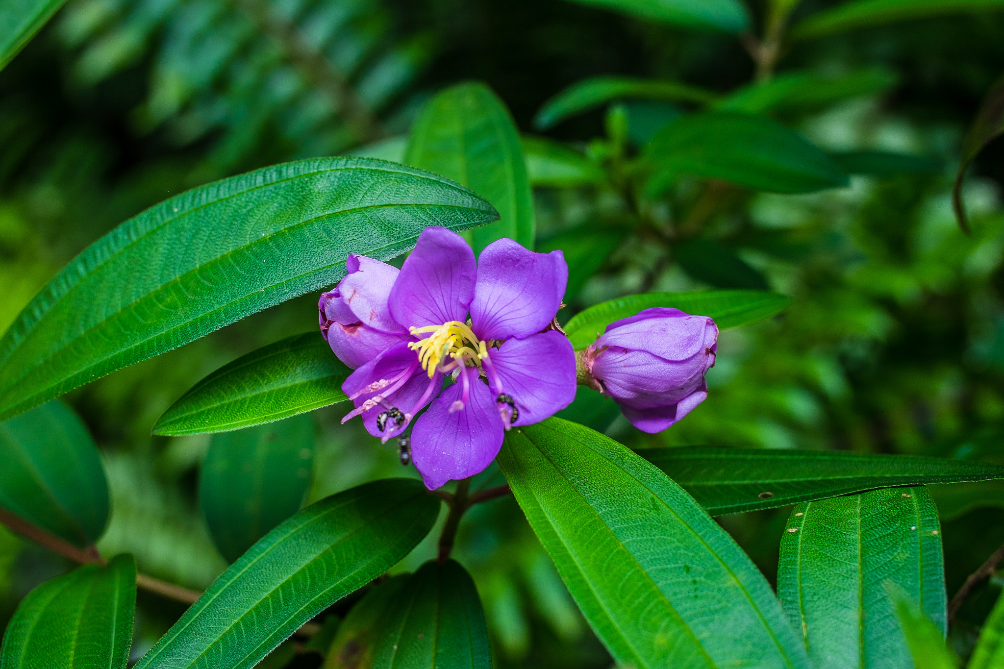 ZEISS Touit 32mm F1.8 sample photo. Bloom in singapore. photography
