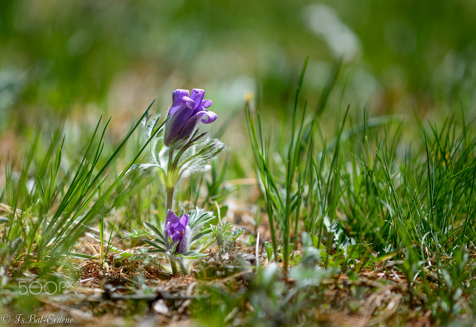 Nikon D800E + Nikon AF Micro-Nikkor 200mm F4D ED-IF sample photo. Tsbat photography