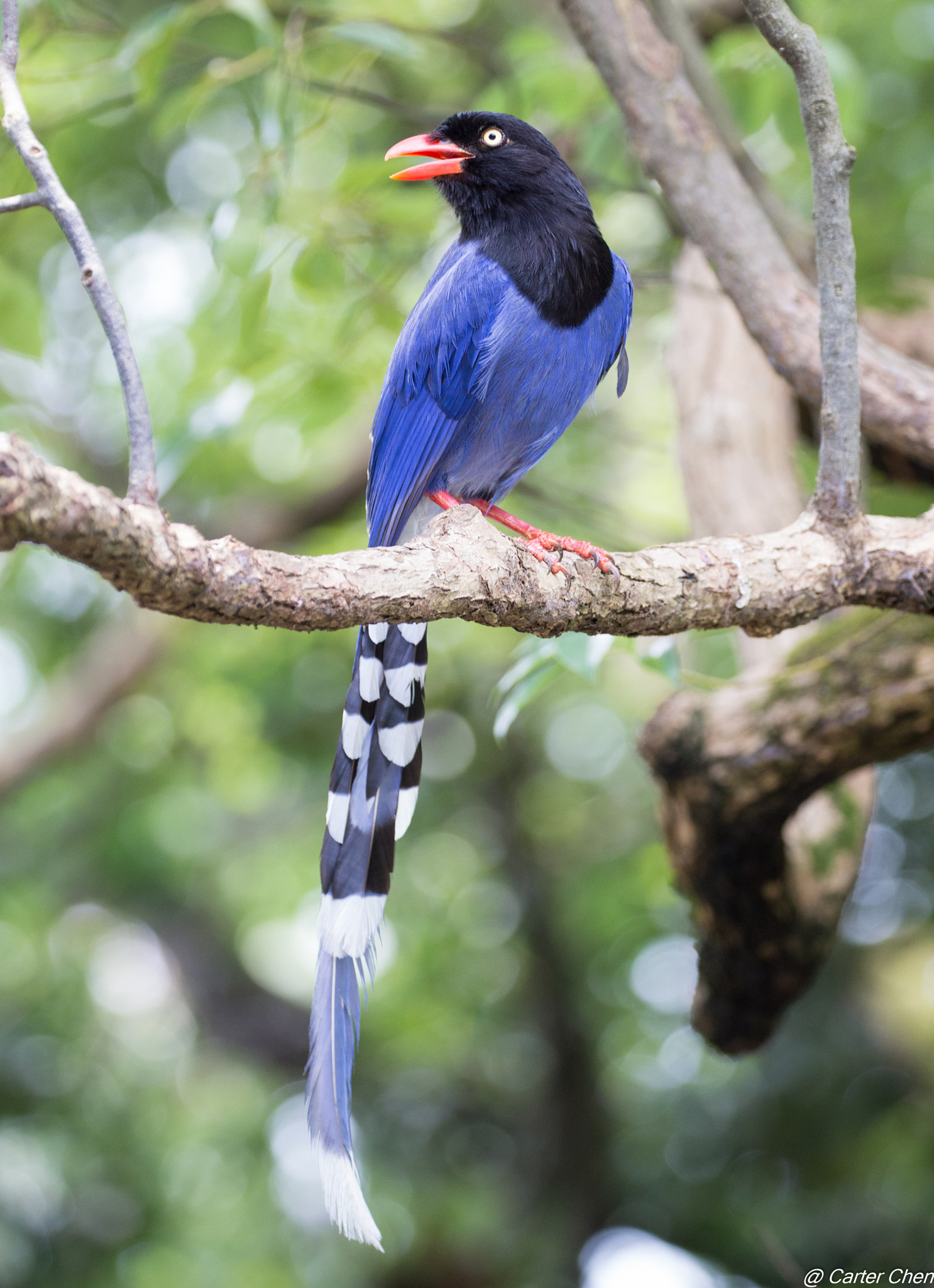 Canon EF 100-400mm F4.5-5.6L IS II USM sample photo. 台灣藍鵲 photography