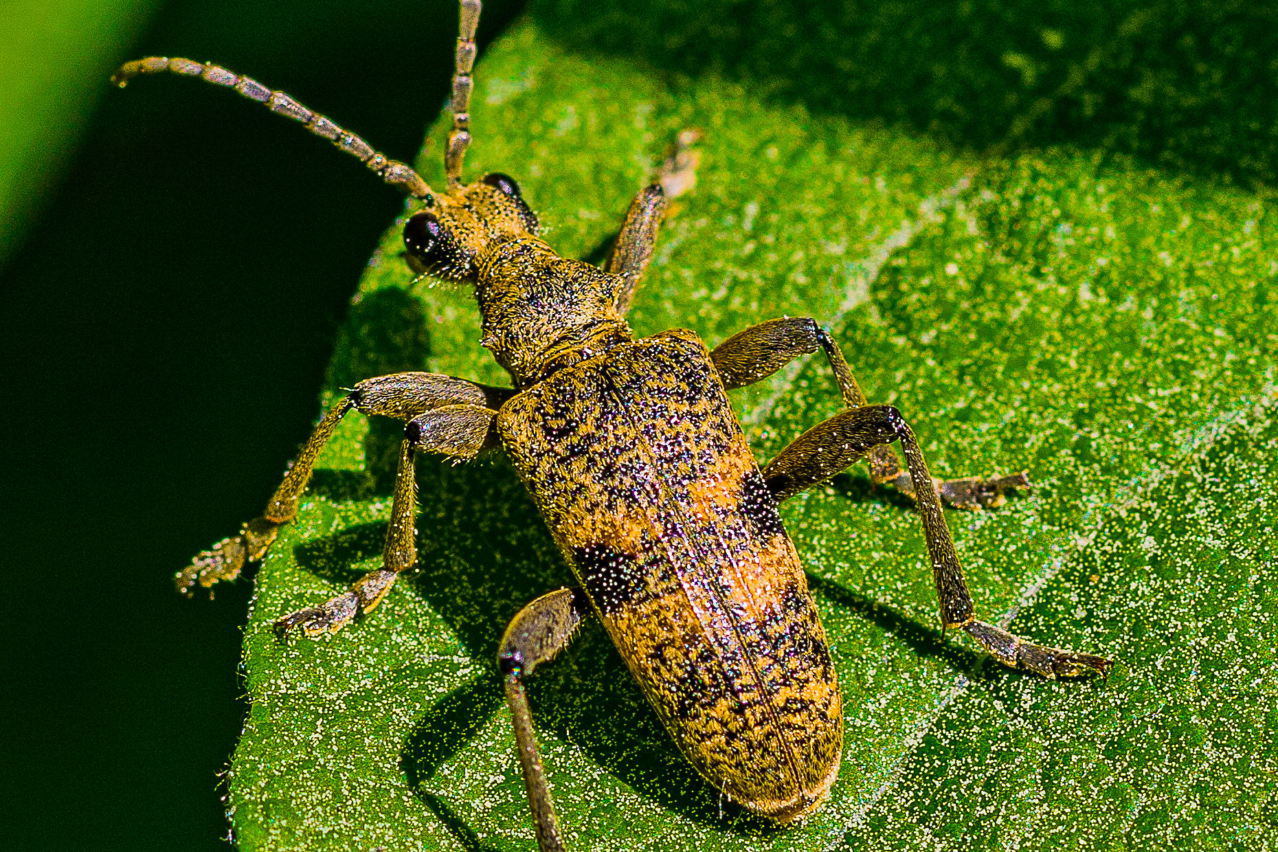 Canon EOS 760D (EOS Rebel T6s / EOS 8000D) + Canon EF 100mm F2.8L Macro IS USM sample photo. A bug's life photography