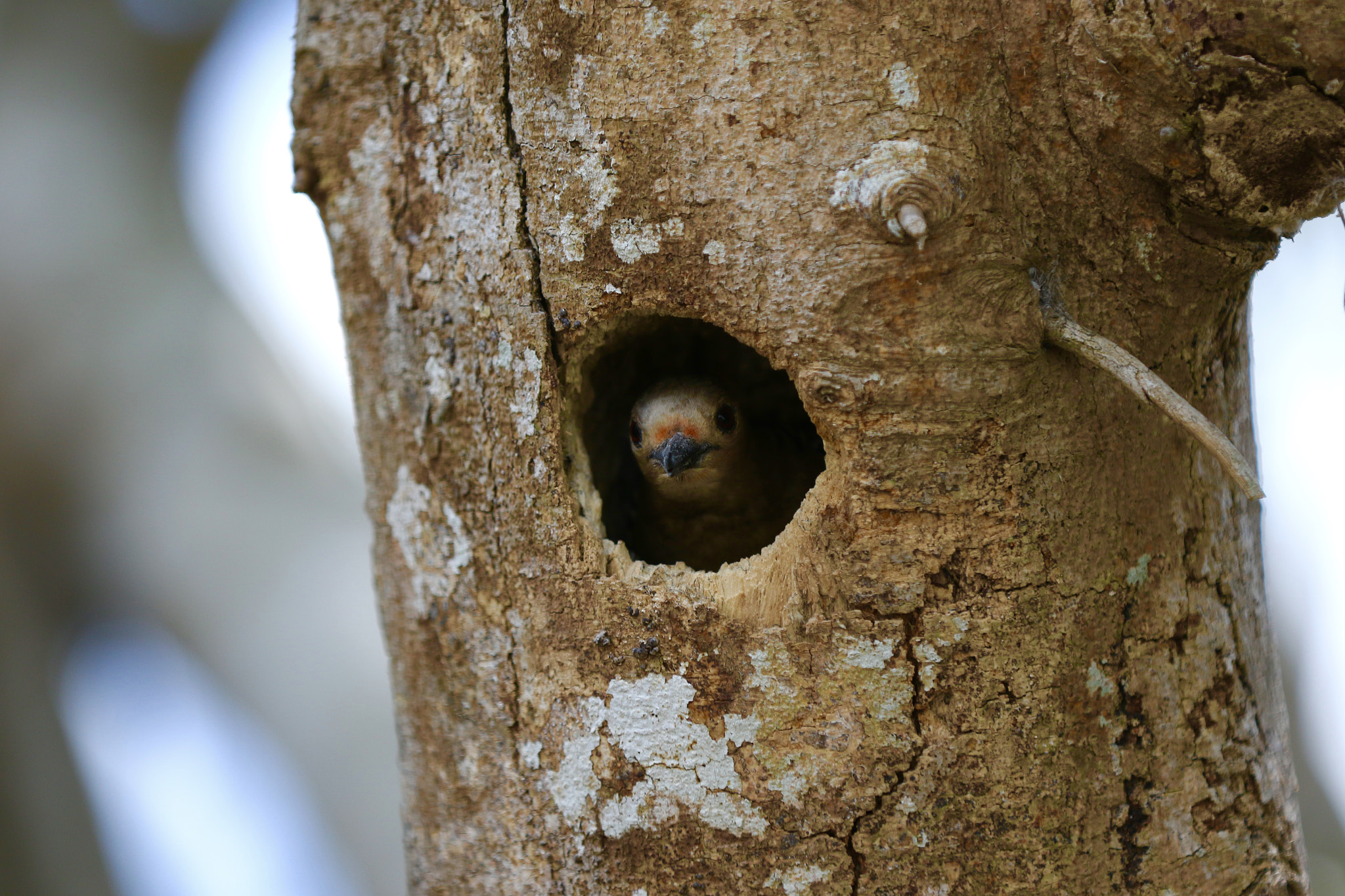 Canon EF 70-200mm F2.8L IS II USM sample photo. Image photography