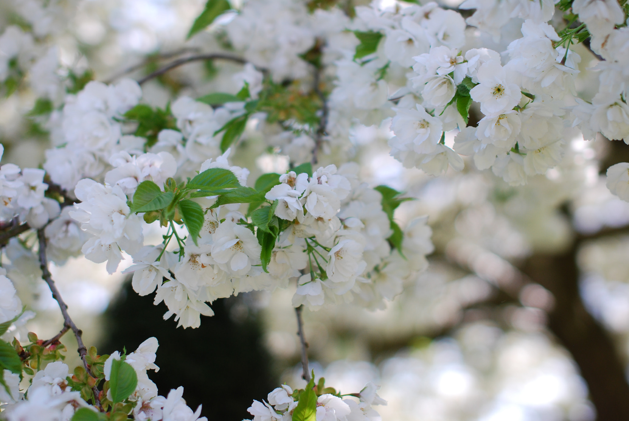 Nikon D60 + Sigma 50mm F1.4 EX DG HSM sample photo. Blossom photography