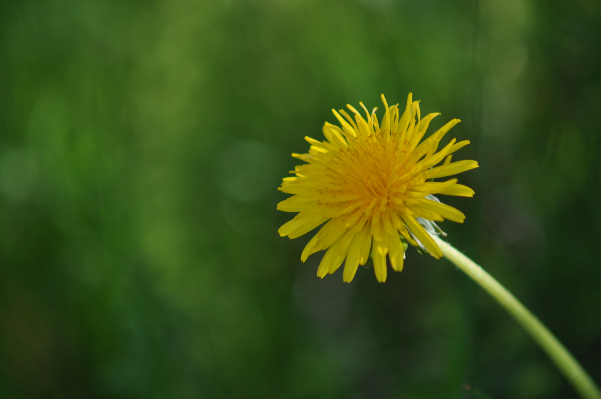 Nikon D90 + AF Zoom-Nikkor 70-210mm f/4 sample photo. Yellow lonely. photography