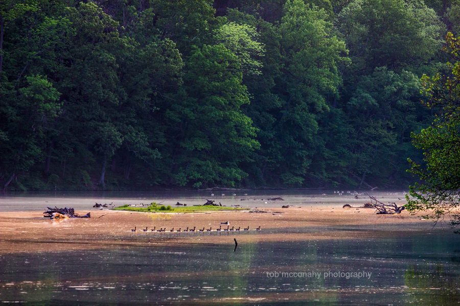 Canon EF 70-200mm F2.8L USM sample photo. Ducks morning photography
