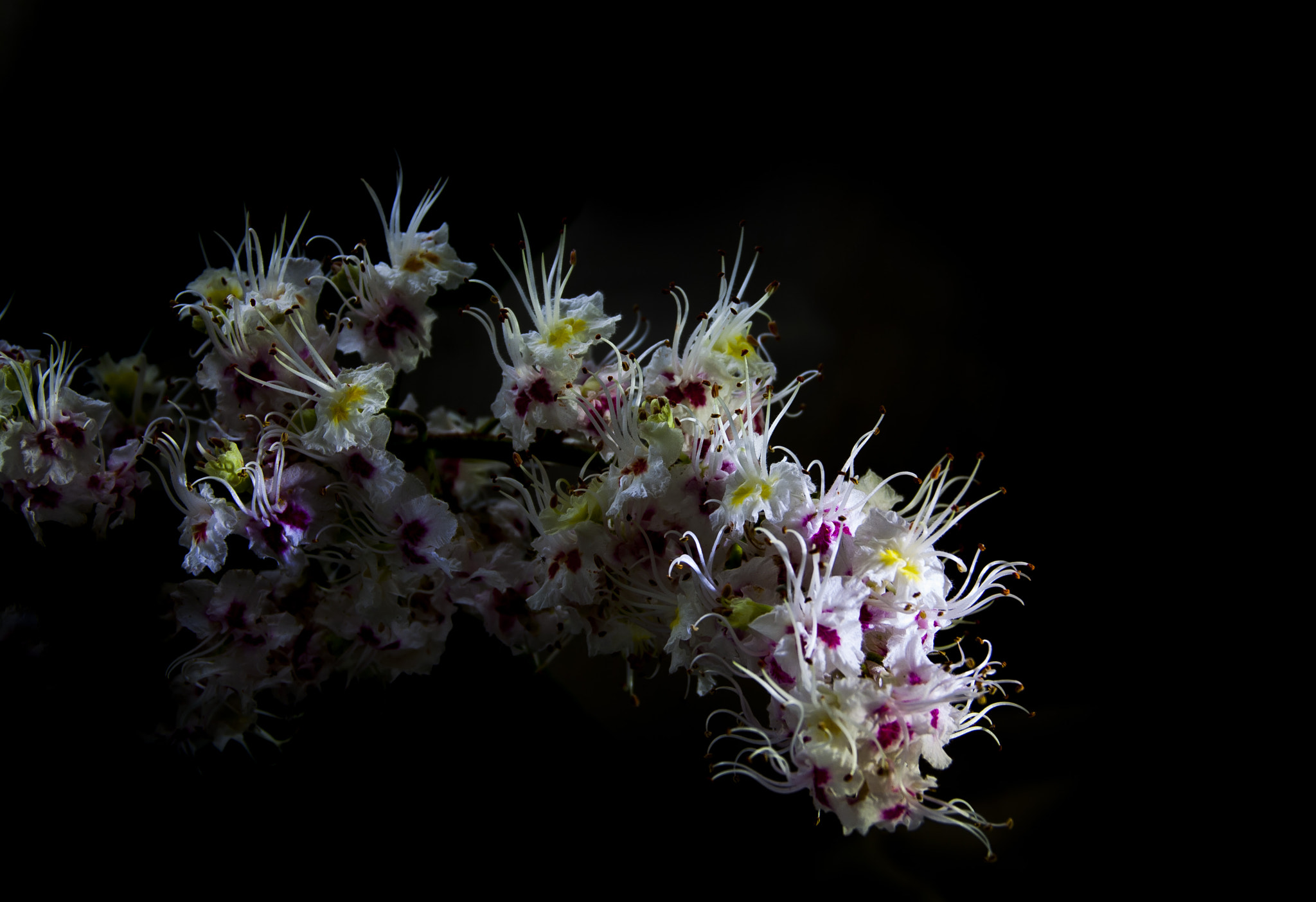 Canon EOS 1000D (EOS Digital Rebel XS / EOS Kiss F) sample photo. Chestnut flower trying photography