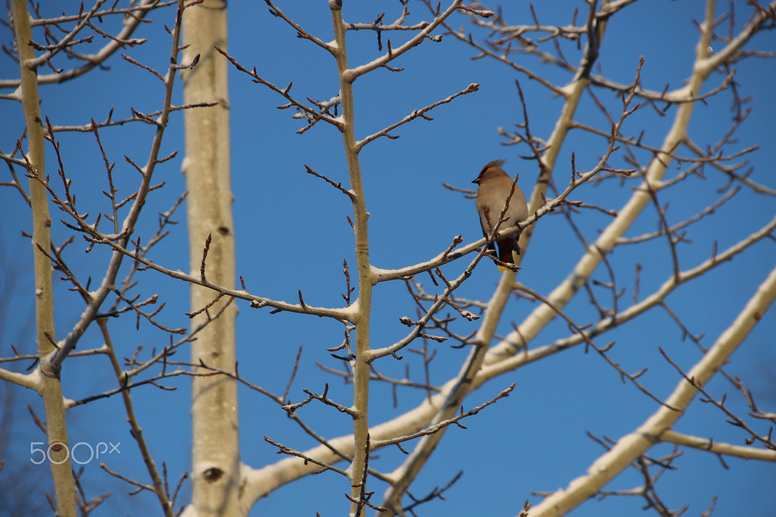 Canon EF 75-300mm F4.0-5.6 IS USM sample photo. Bombycilla garrulus photography