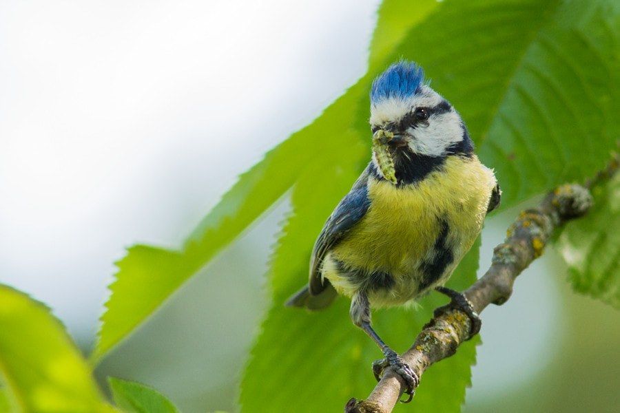 Canon EF 300mm F4L IS USM sample photo. Blaumeise photography