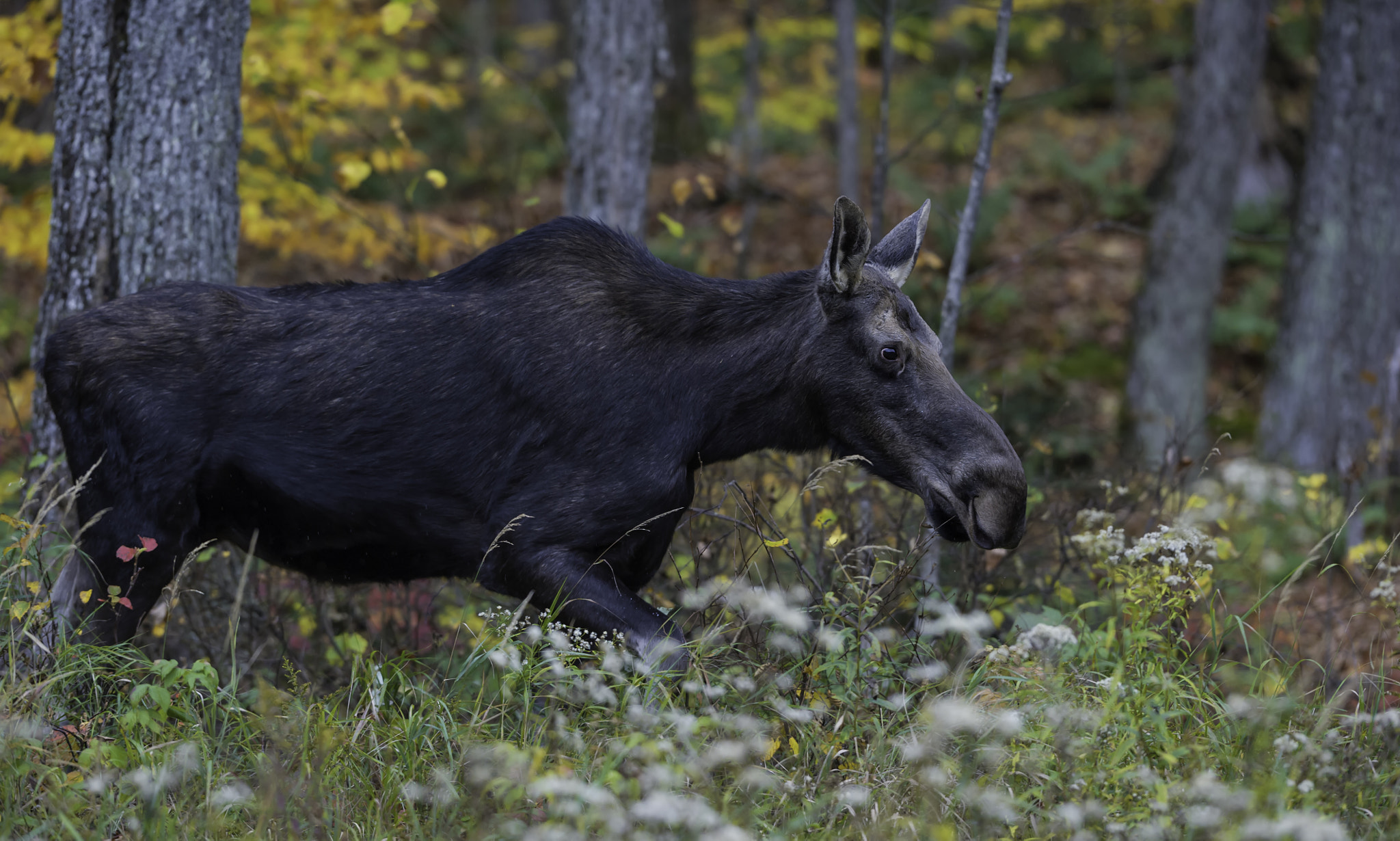 Nikon AF-S Nikkor 200mm F2G ED VR II sample photo. A moose... photography