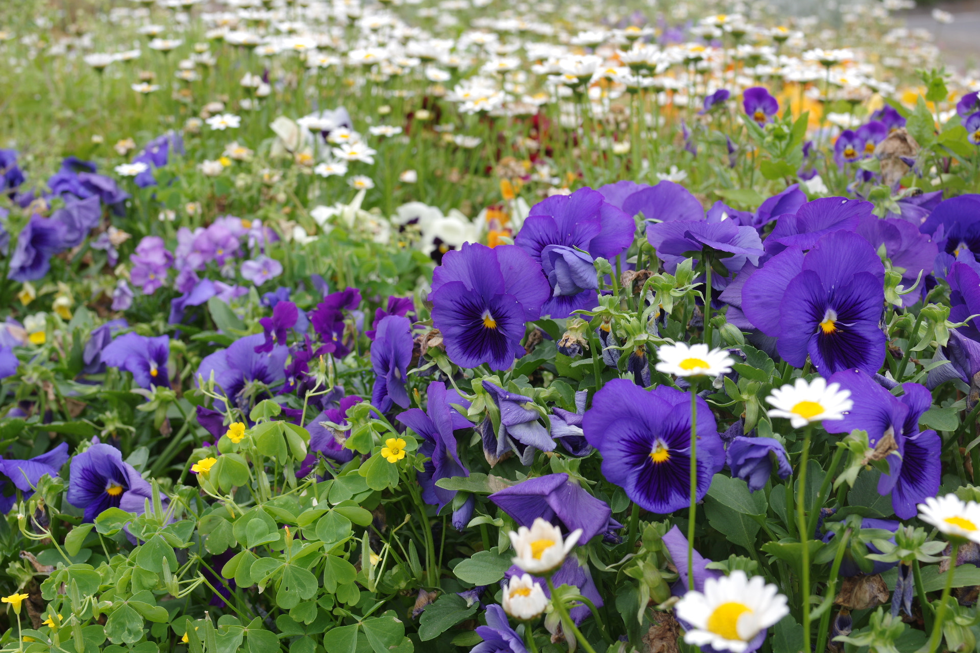 Pentax K-3 + Pentax smc FA 31mm F1.8 AL Limited sample photo. Flower photography