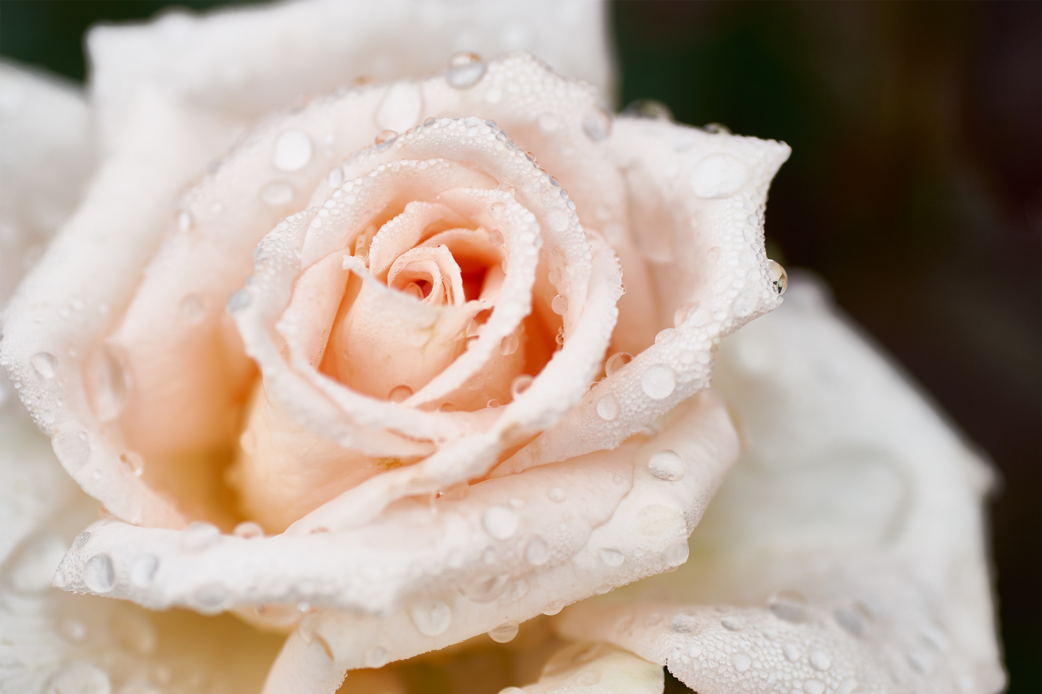 Sony a7 II + Tamron SP AF 90mm F2.8 Di Macro sample photo. Rain drops in white photography