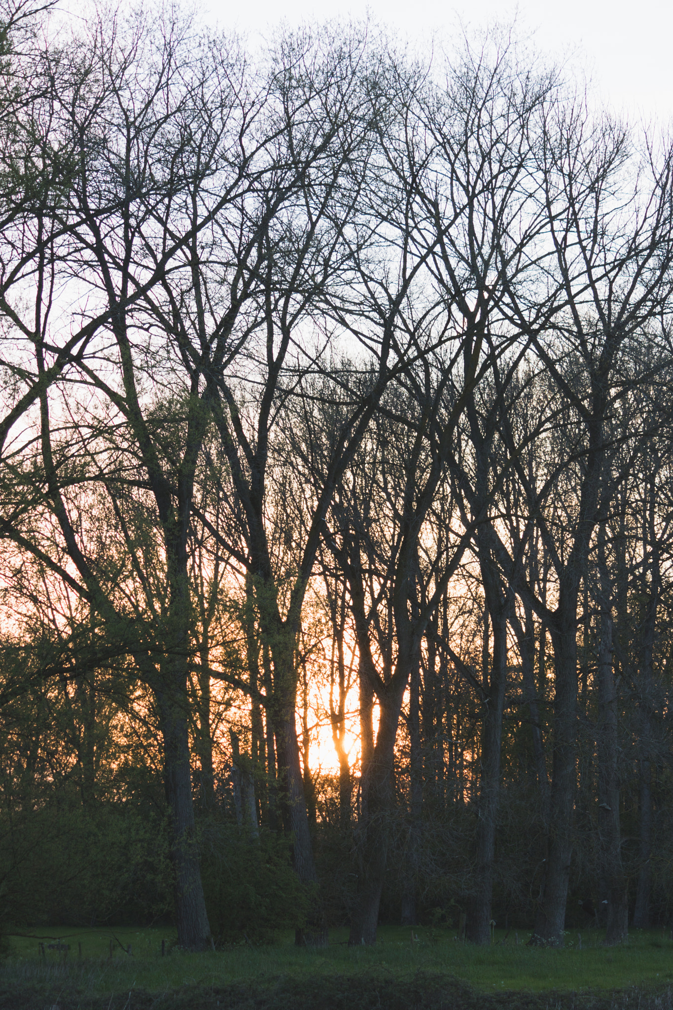 Canon EF-S 55-250mm F4-5.6 IS sample photo. Sunset through trees photography