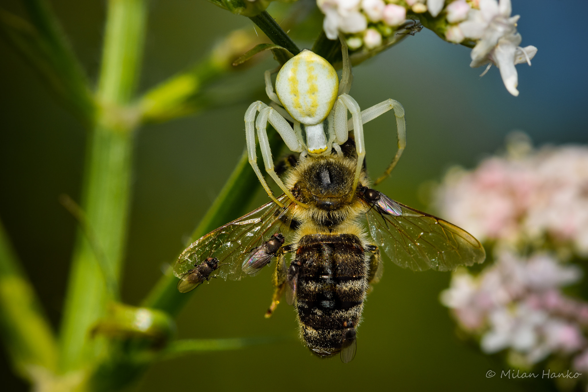 Nikon AF-S Micro-Nikkor 105mm F2.8G IF-ED VR sample photo. Misumena vatia photography