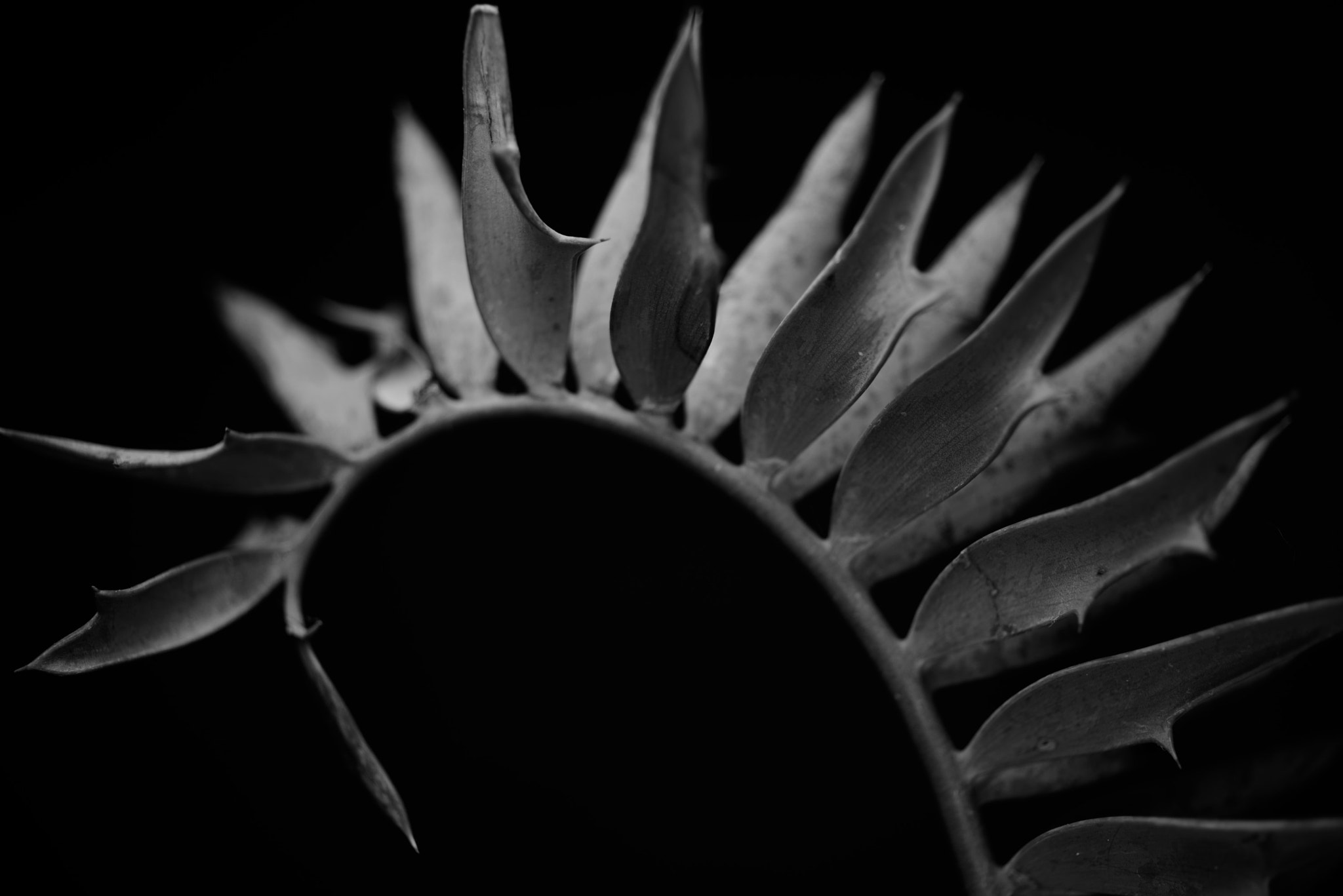 ZEISS Makro-Planar T* 50mm F2 sample photo. Encephalartos horridus photography