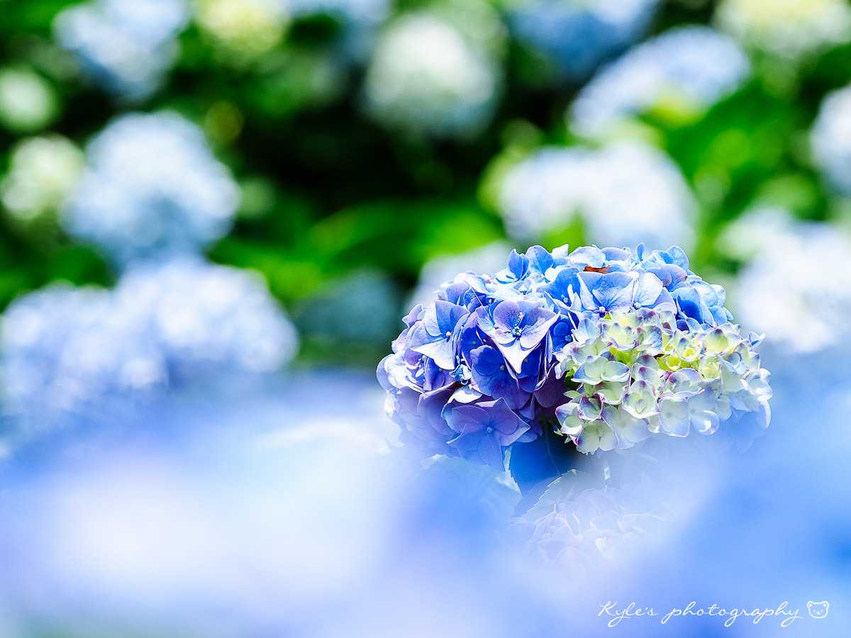 Sigma 150mm F2.8 EX DG Macro HSM sample photo. 繡球花 photography