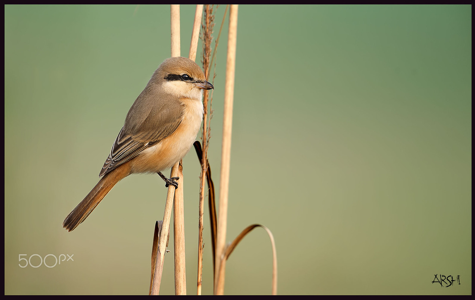 Nikon AF-S Nikkor 600mm F4E FL ED VR sample photo. Life is beautiful ! photography