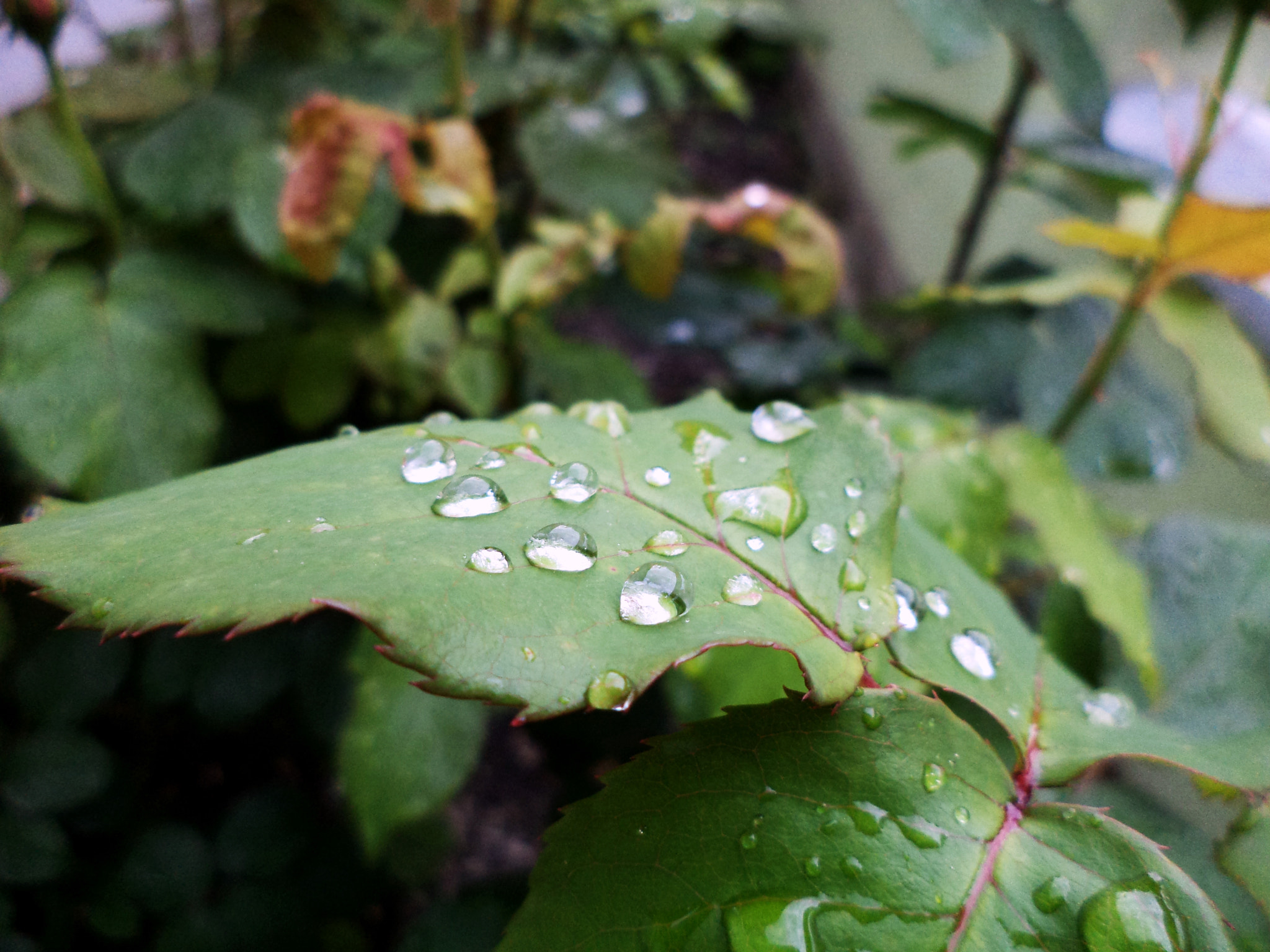 Sony DSC-S5000 sample photo. 26766693695.jpg photography