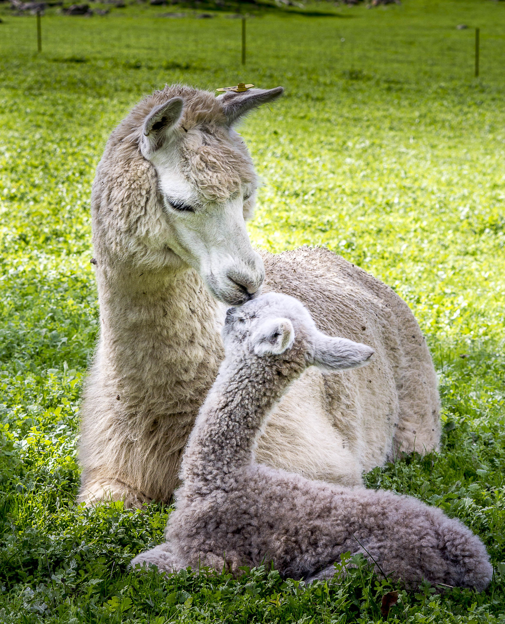 Sigma 70-300mm F4-5.6 APO DG Macro sample photo. Alpaca mother nuzzling her cute baby photography