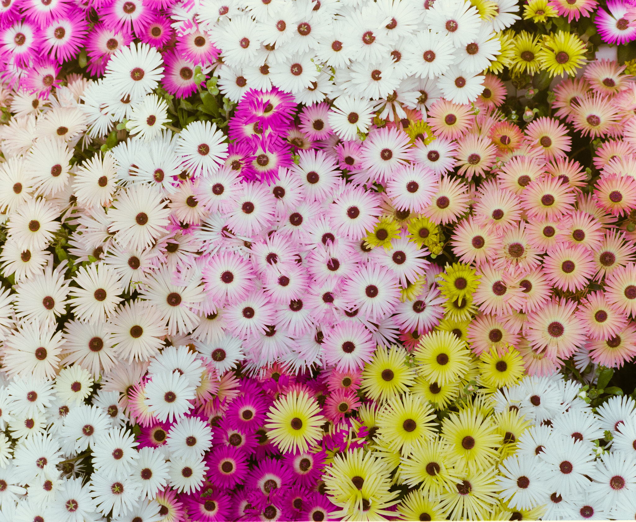 Canon EF 100mm F2.8 Macro USM sample photo. Flowers photography