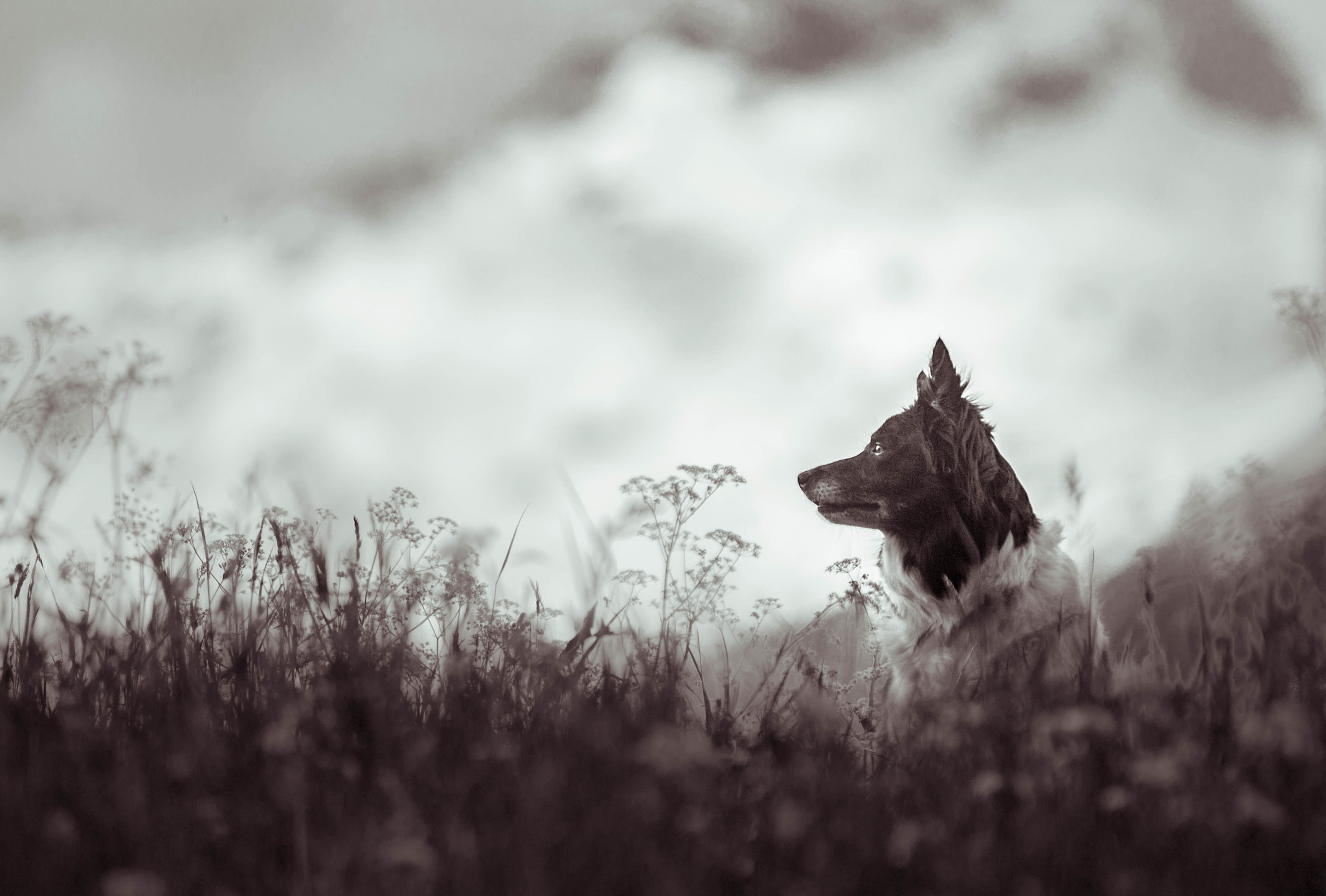 AF-S Zoom-Nikkor 80-200mm f/2.8D IF-ED sample photo. Lajka photography