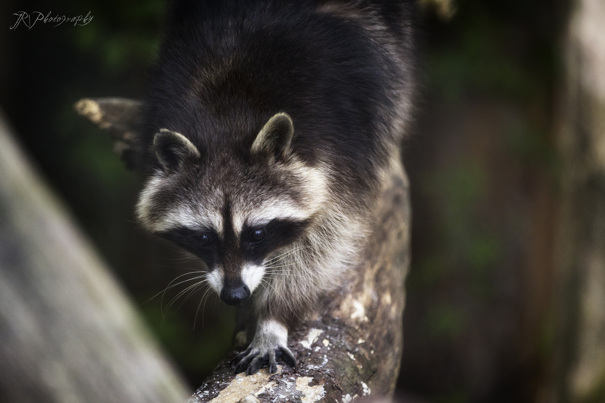 Canon EF 70-200mm F2.8L IS II USM sample photo. Racoon photography