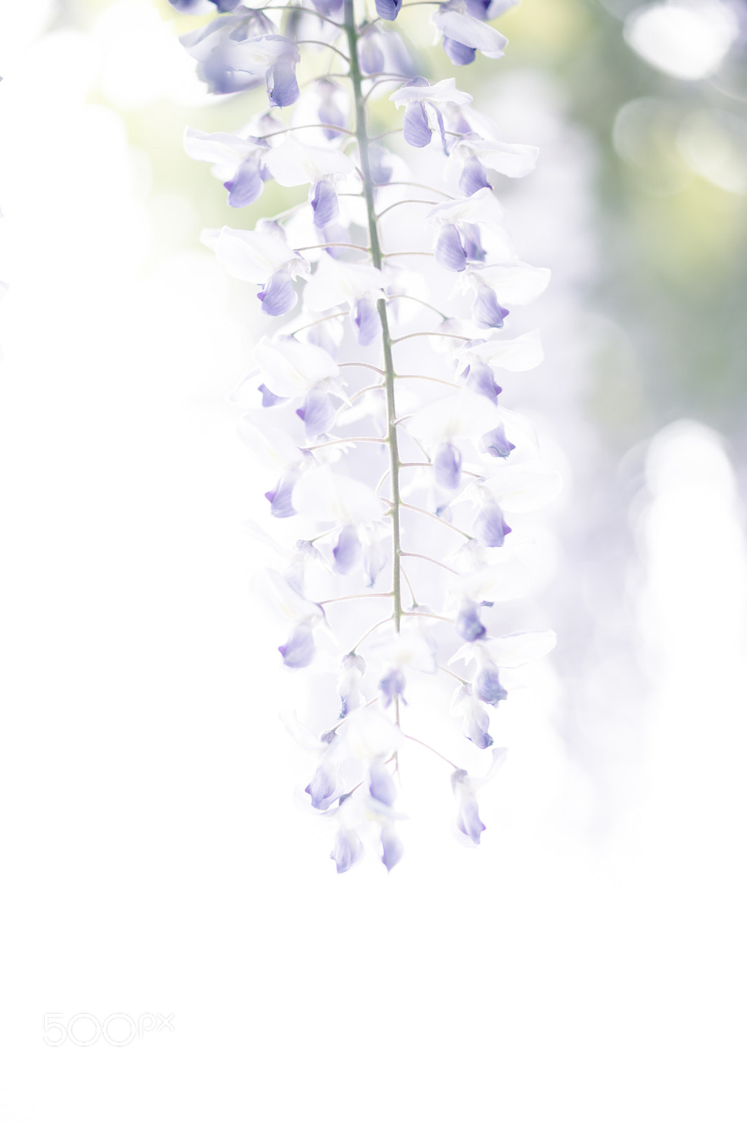 Sony a99 II + Sony 100mm F2.8 Macro sample photo. Beautifully shining photography