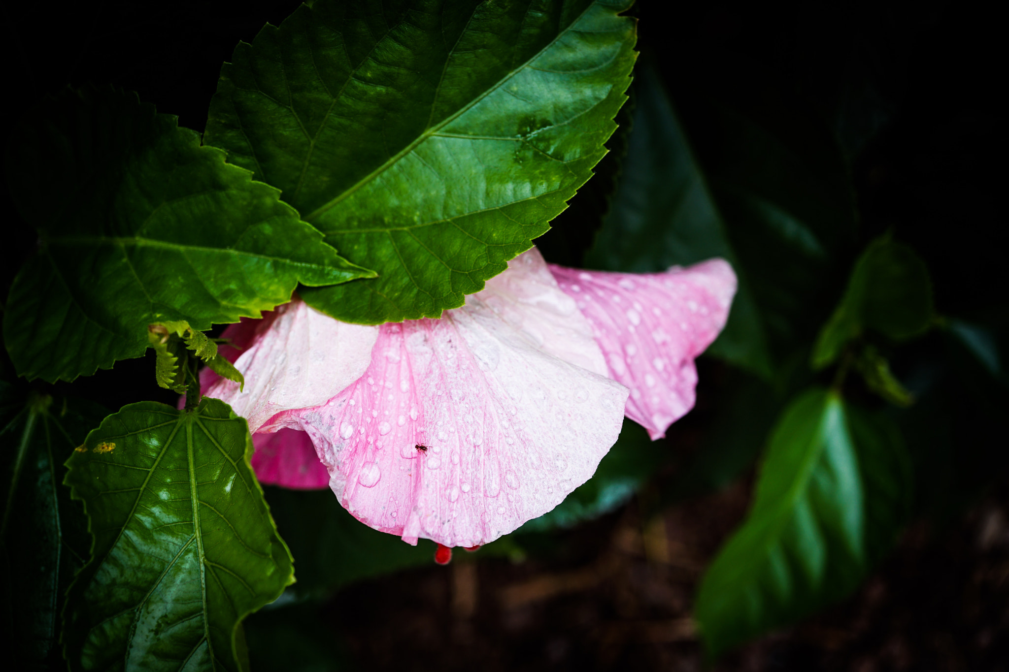 Sony a6300 + Sony E 30mm F3.5 Macro sample photo. Hibiscus & ant photography