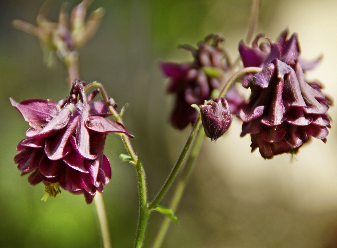 Sony Alpha DSLR-A290 sample photo. Aquilegia atrata - dunkle akelei photography
