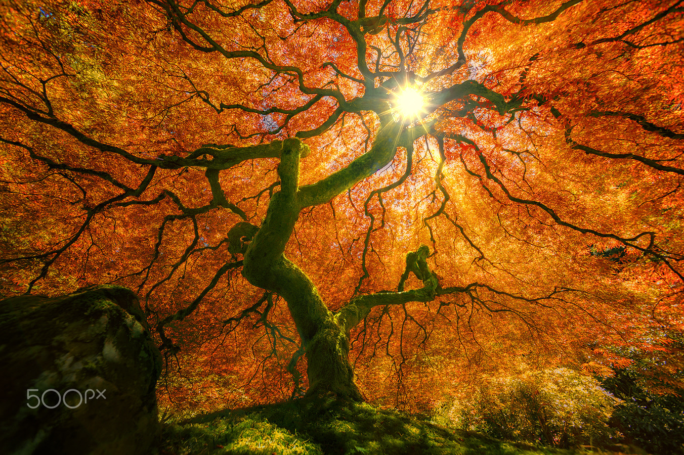 Nikon AF Nikkor 14mm F2.8D ED sample photo. A japanese maple photography