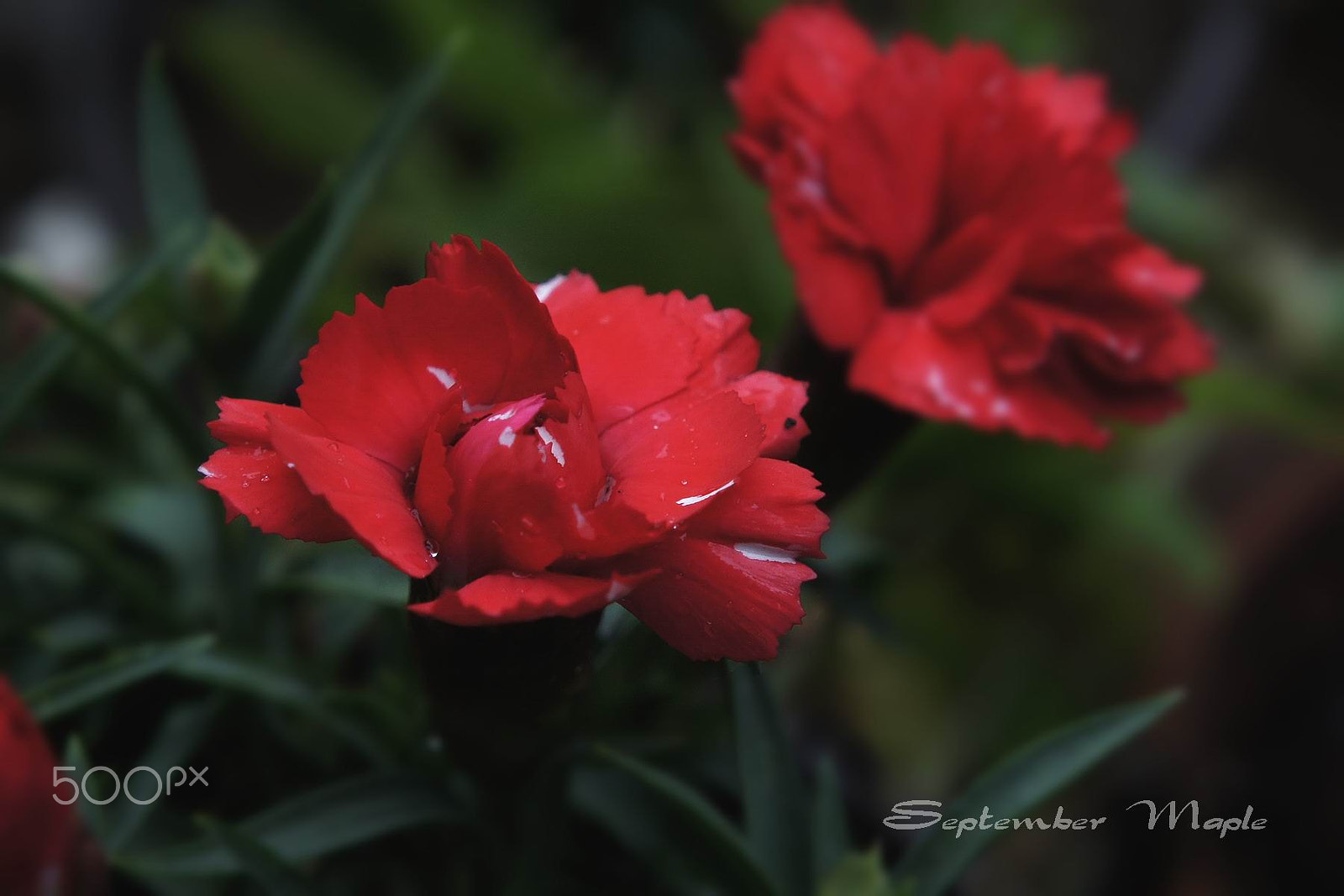 Sony NEX-5C sample photo. 变异的康乃馨 photography