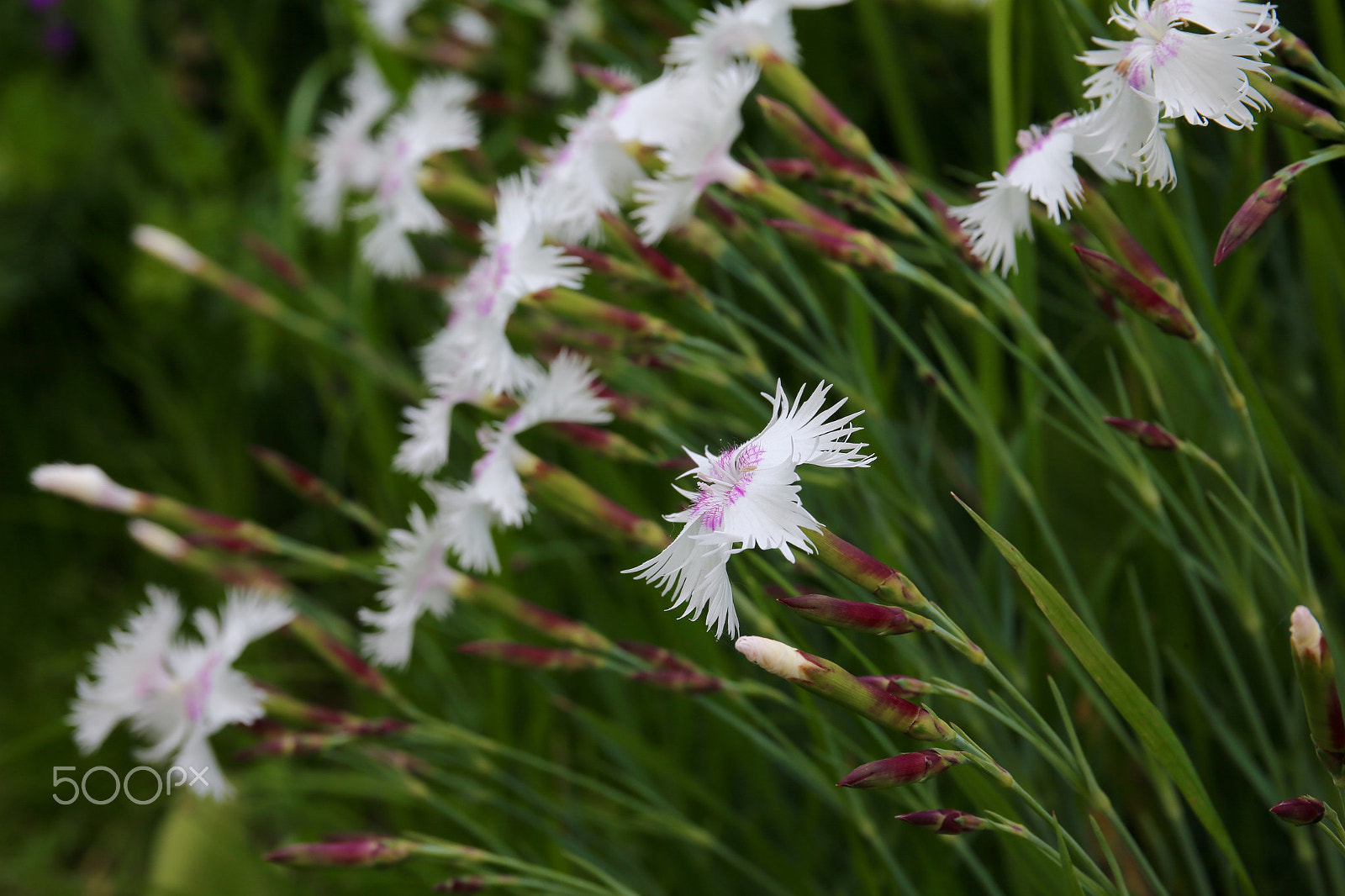 Canon EF 24-70mm F4L IS USM sample photo. Цветение photography