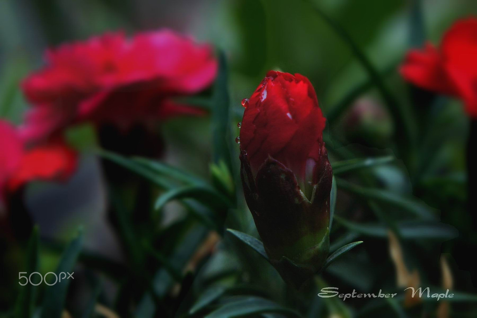 Sony NEX-5C sample photo. 康乃馨 花蕾 photography