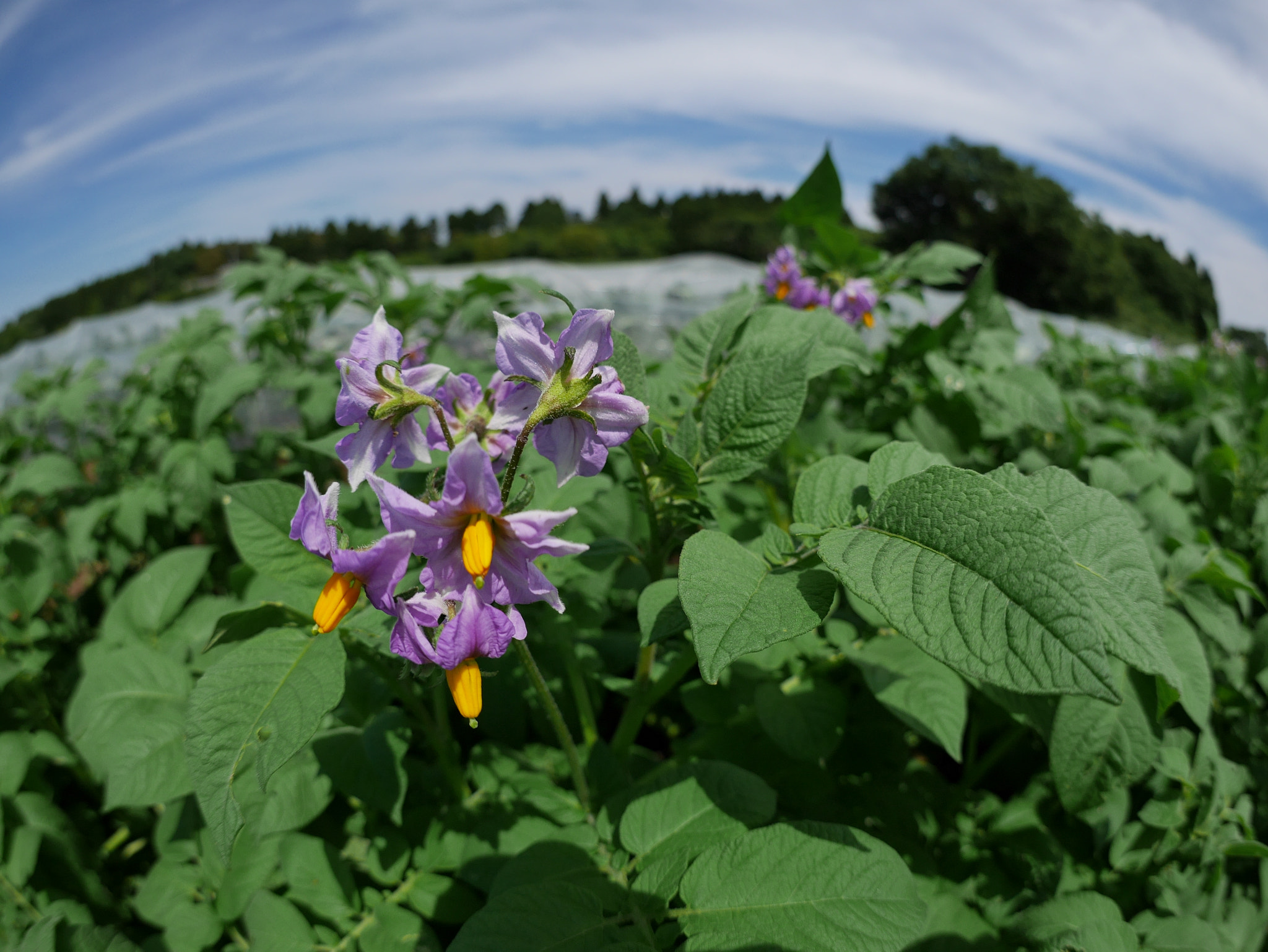 Panasonic DMC-GM1S + LUMIX G FISHEYE 8/F3.5 sample photo. Potato field photography