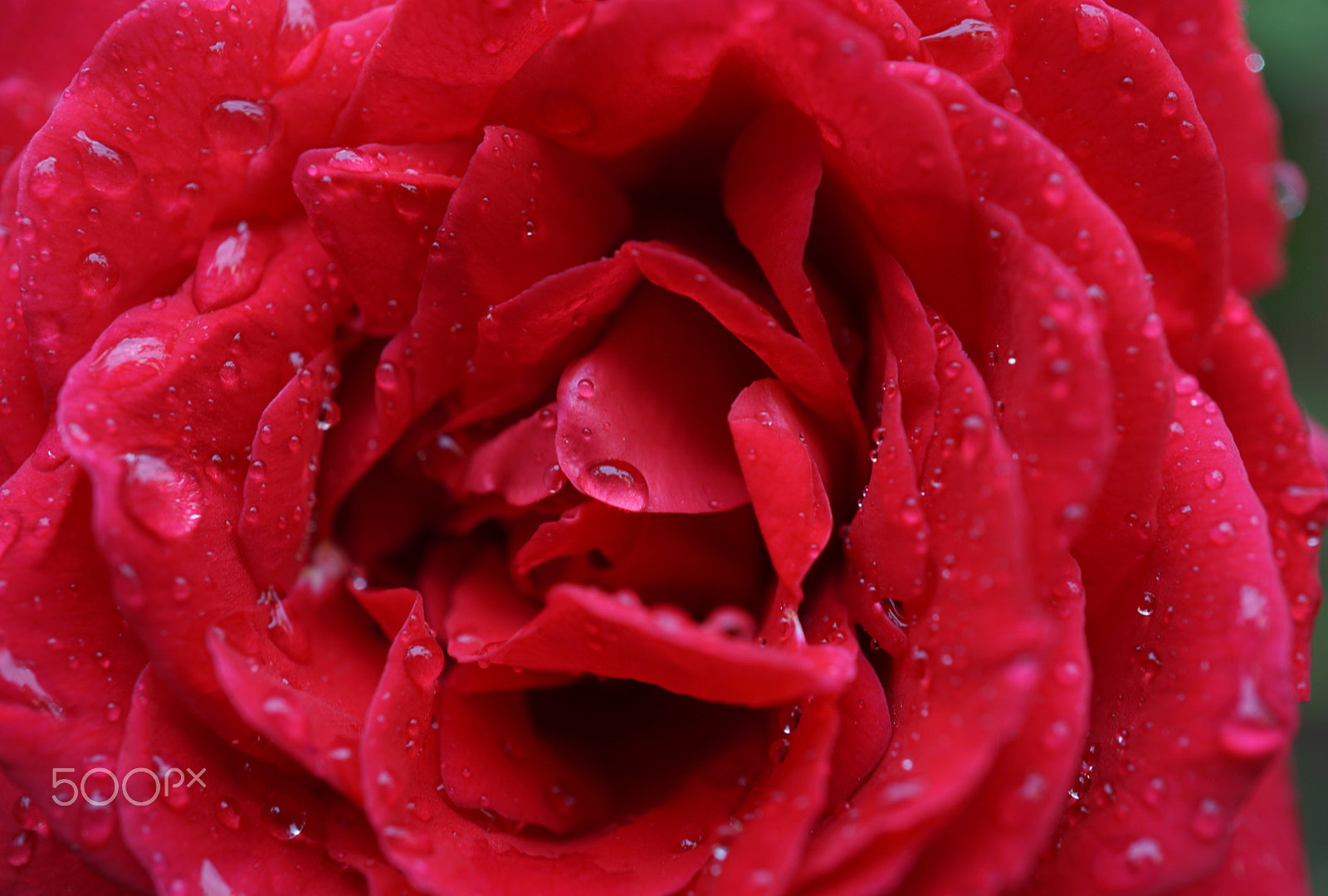 Sony a6000 + Sony E 30mm F3.5 sample photo. Raindrops on roses photography