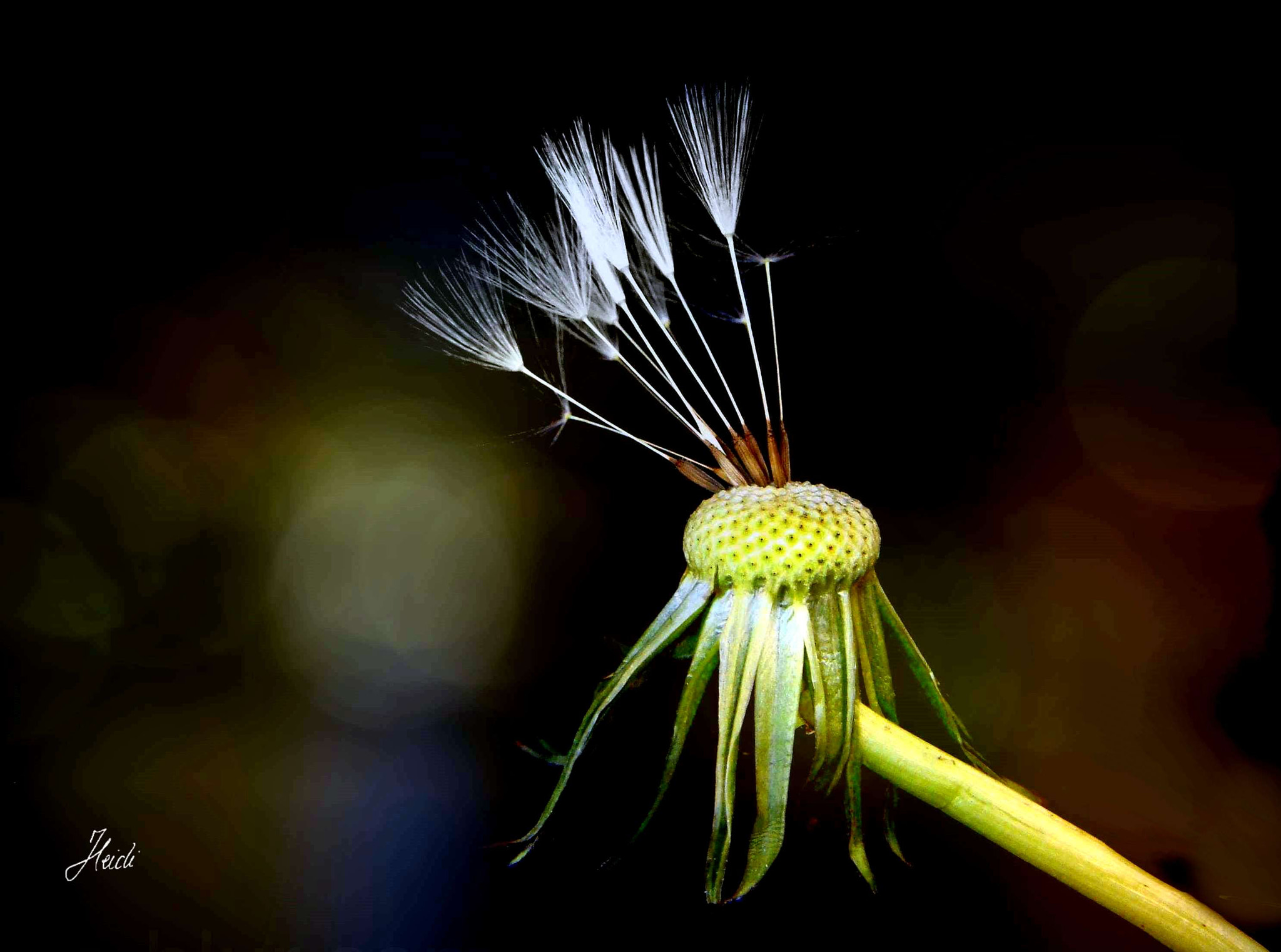 Sony DSC-T77 sample photo. Dandelion photography
