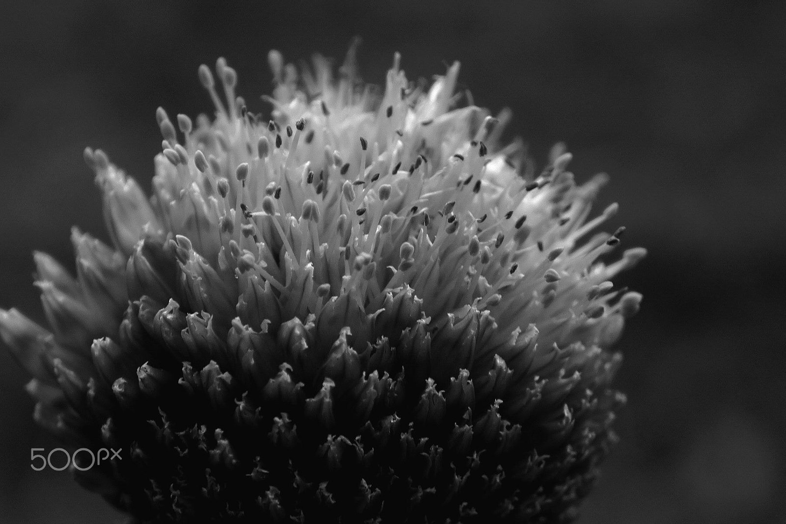 Sony NEX-5C sample photo. 大葱花 photography