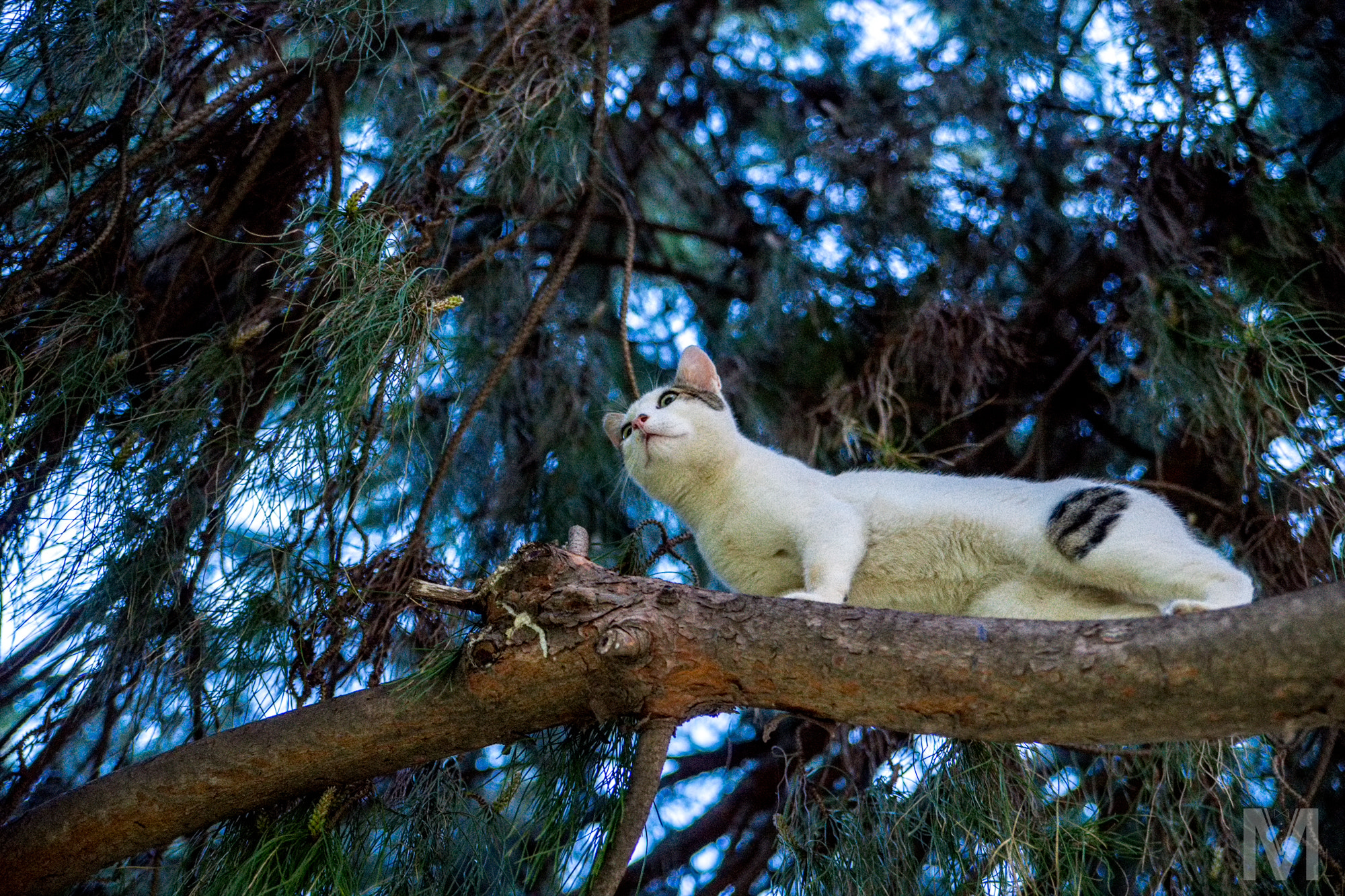 Sony Alpha a99 sample photo. Caturday. needles. photography