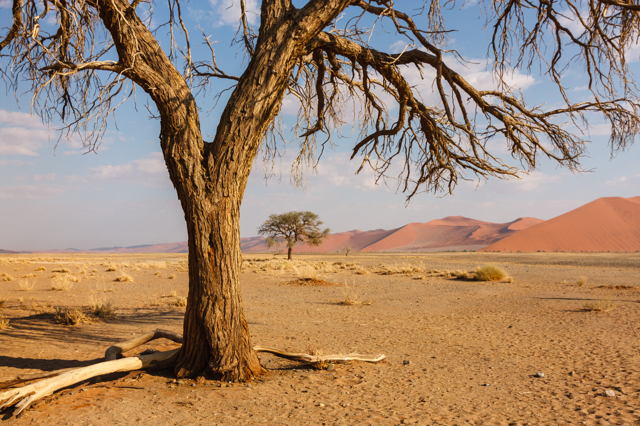 Tokina AT-X Pro 12-24mm F4 (IF) DX sample photo. Namib photography