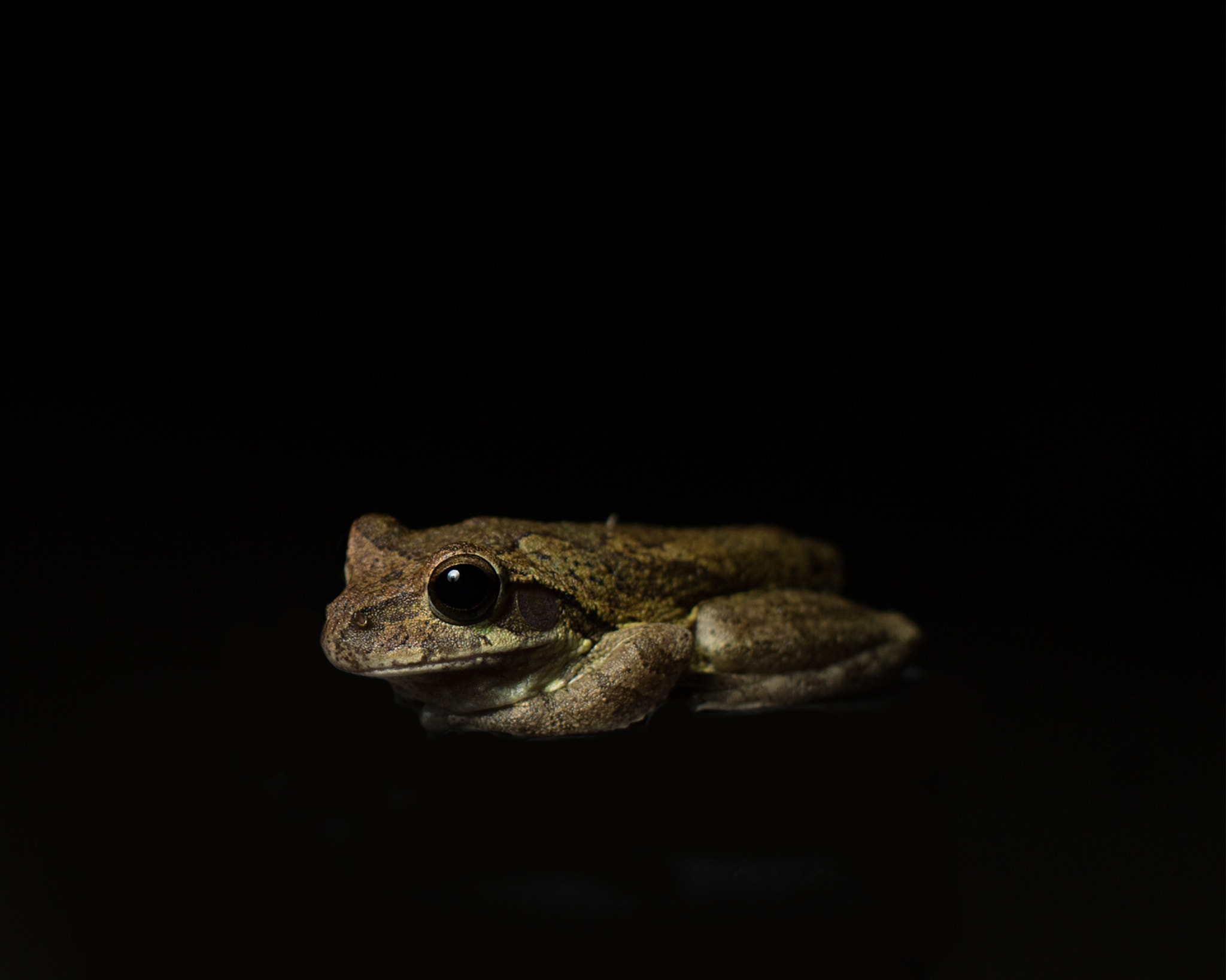 Nikon D4 + Nikon AF Nikkor 50mm F1.4D sample photo. Frog photography