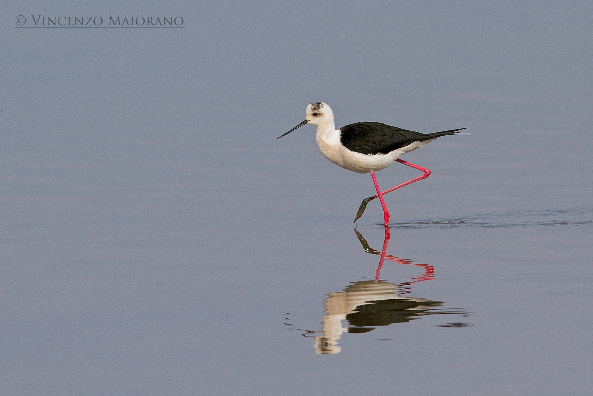 Canon EF 400mm F2.8L IS II USM sample photo. Cavaliere d'italia photography
