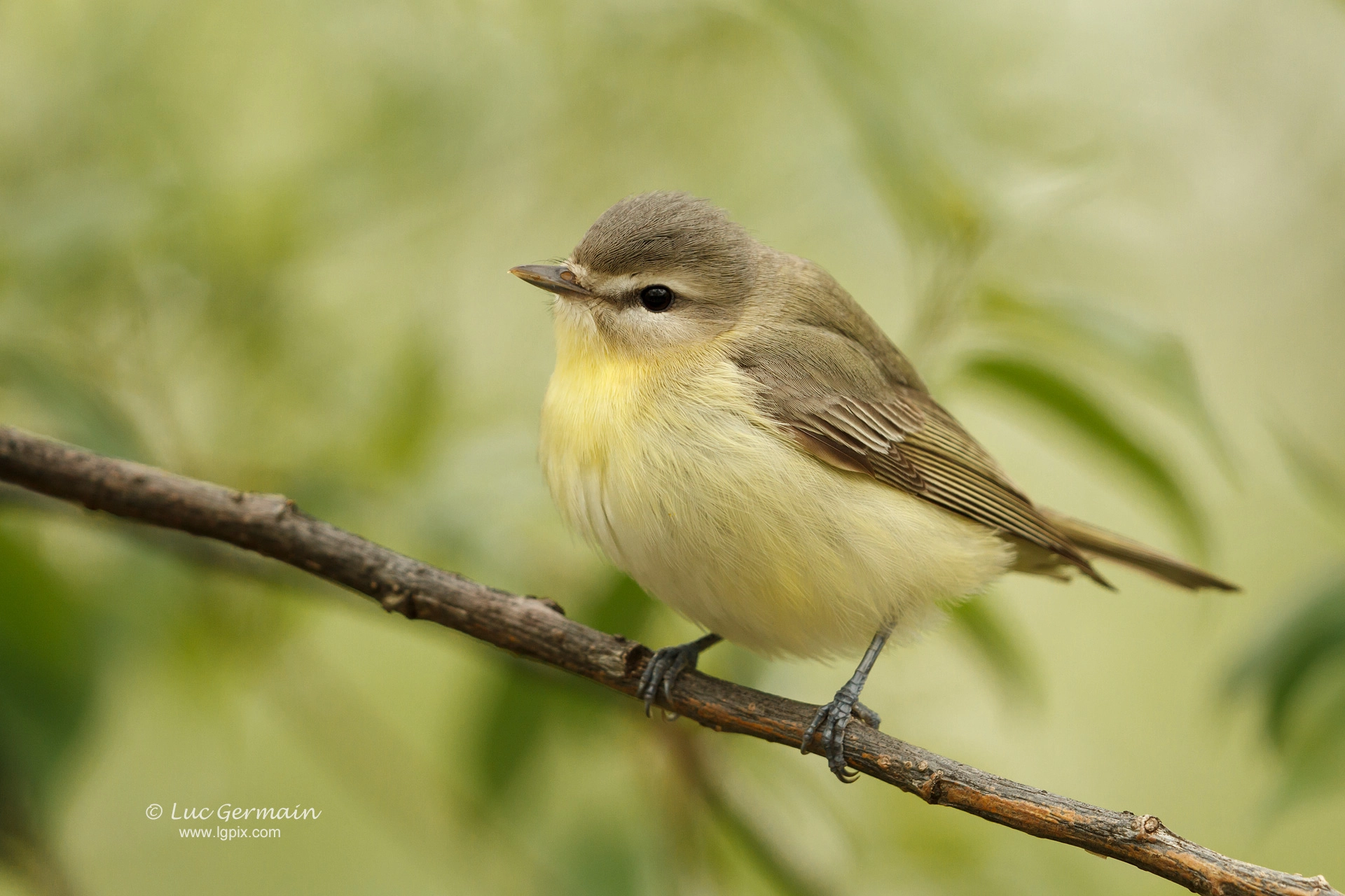 Canon EF 100-400mm F4.5-5.6L IS II USM sample photo. Philadelphia vireo photography
