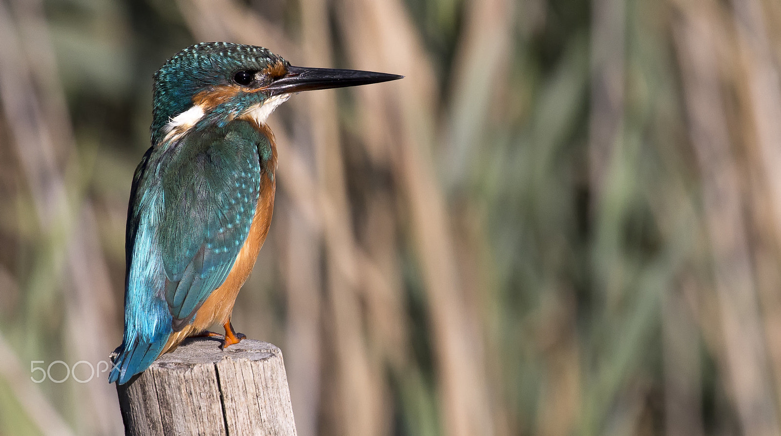 Canon EF 100-400mm F4.5-5.6L IS II USM sample photo. Kingfisher photography