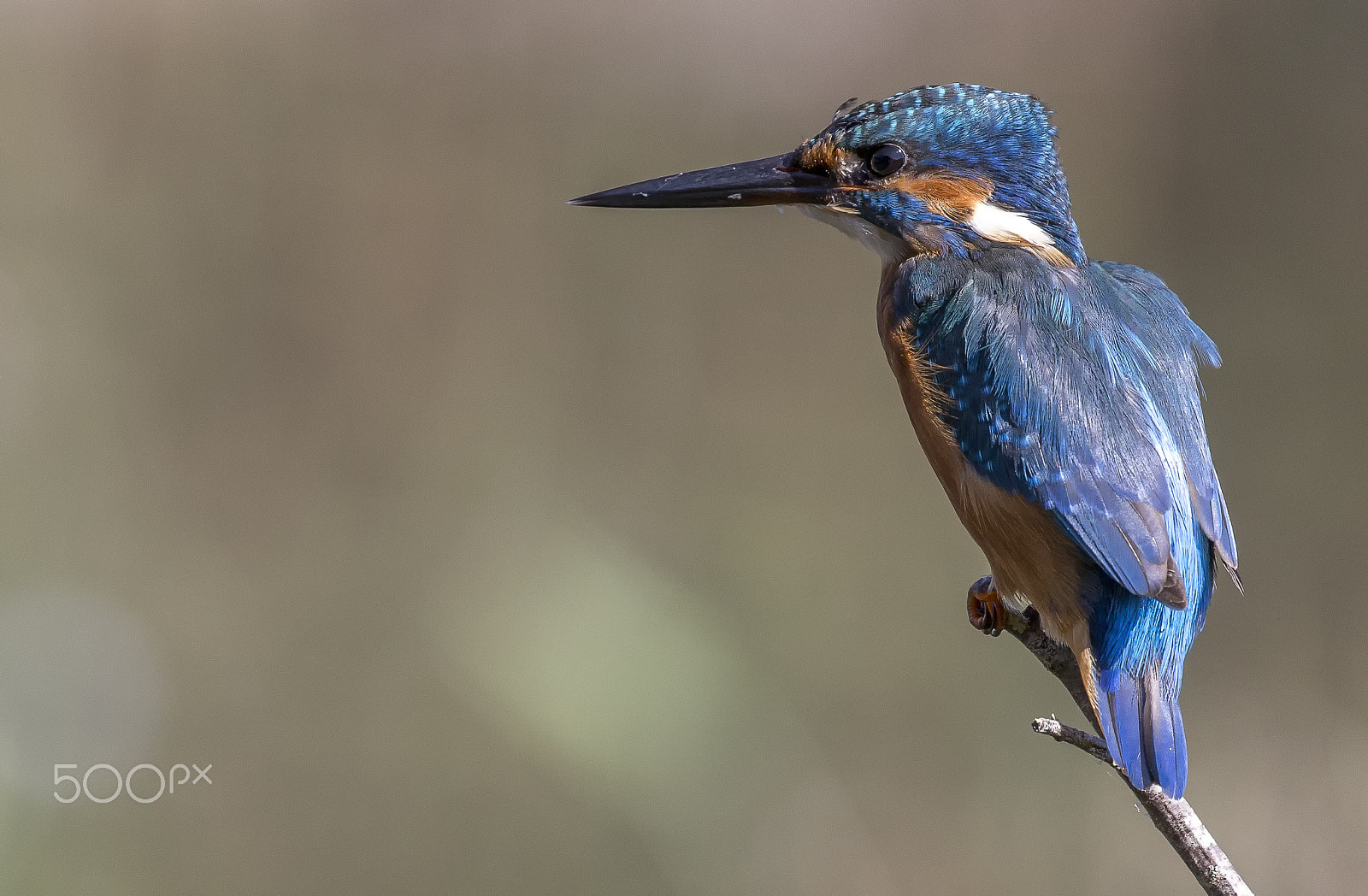 Canon EF 100-400mm F4.5-5.6L IS II USM sample photo. Kingfisher photography