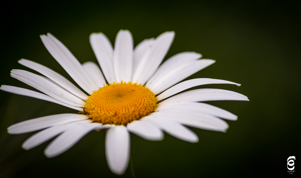 Sigma 70-300mm F4-5.6 APO DG Macro sample photo. Marga photography